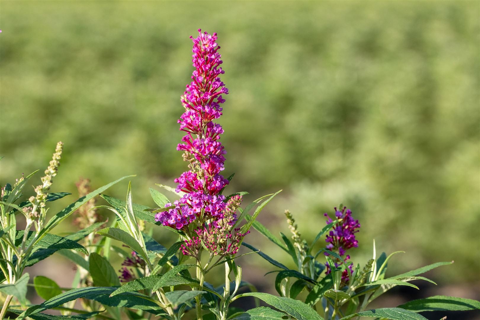 Pflanzen für Dich Gehölze Buddleja davidii Butterfly Tower, 1 St., Schmetterlingsflieder, Sommerflieder