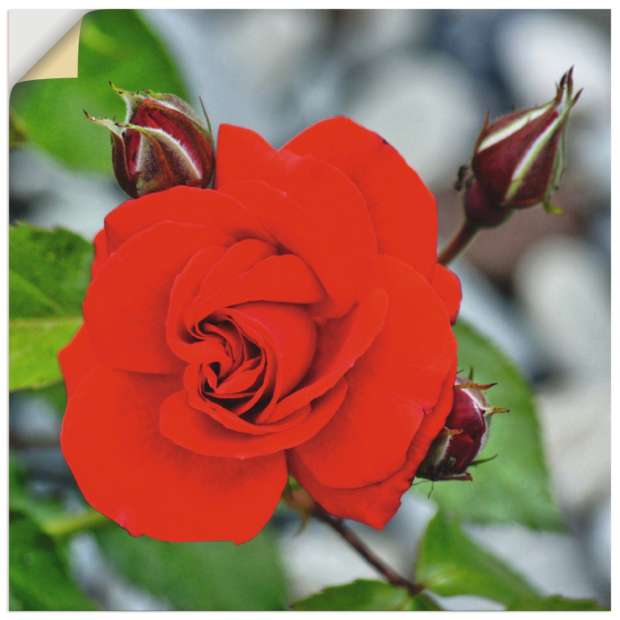 versch. Knospen, Alubild, (1 Wandaufkleber in Blumen St), Größen Rote oder Poster Rosenblüte als Artland Leinwandbild, Wandbild mit