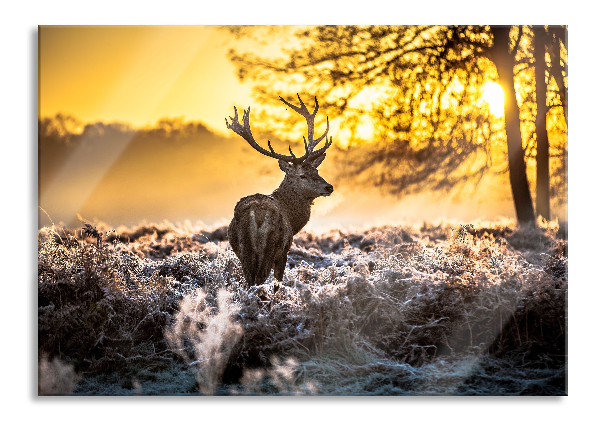 Pixxprint Glasbild Hirsch im Wald, Hirsch im Wald (1 St), Glasbild aus  Echtglas, inkl. Aufhängungen und Abstandshalter