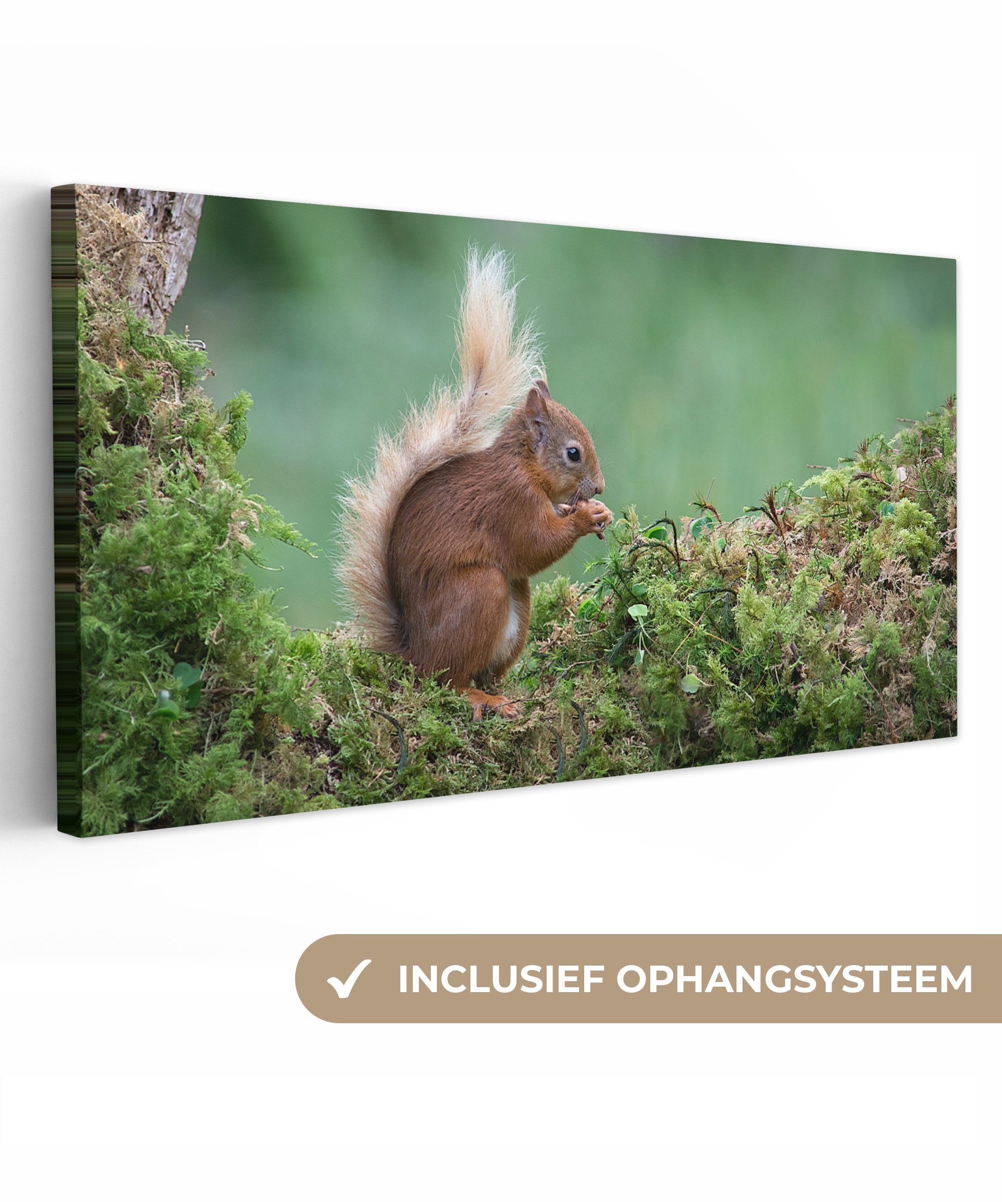 OneMillionCanvasses® Leinwandbild Panorama Waldtier - Eichhörnchen - Moos, Fotodruck (1 St), Wandbild, Deko Schlafzimmer Wohnzimmer Flur 40x20 cm