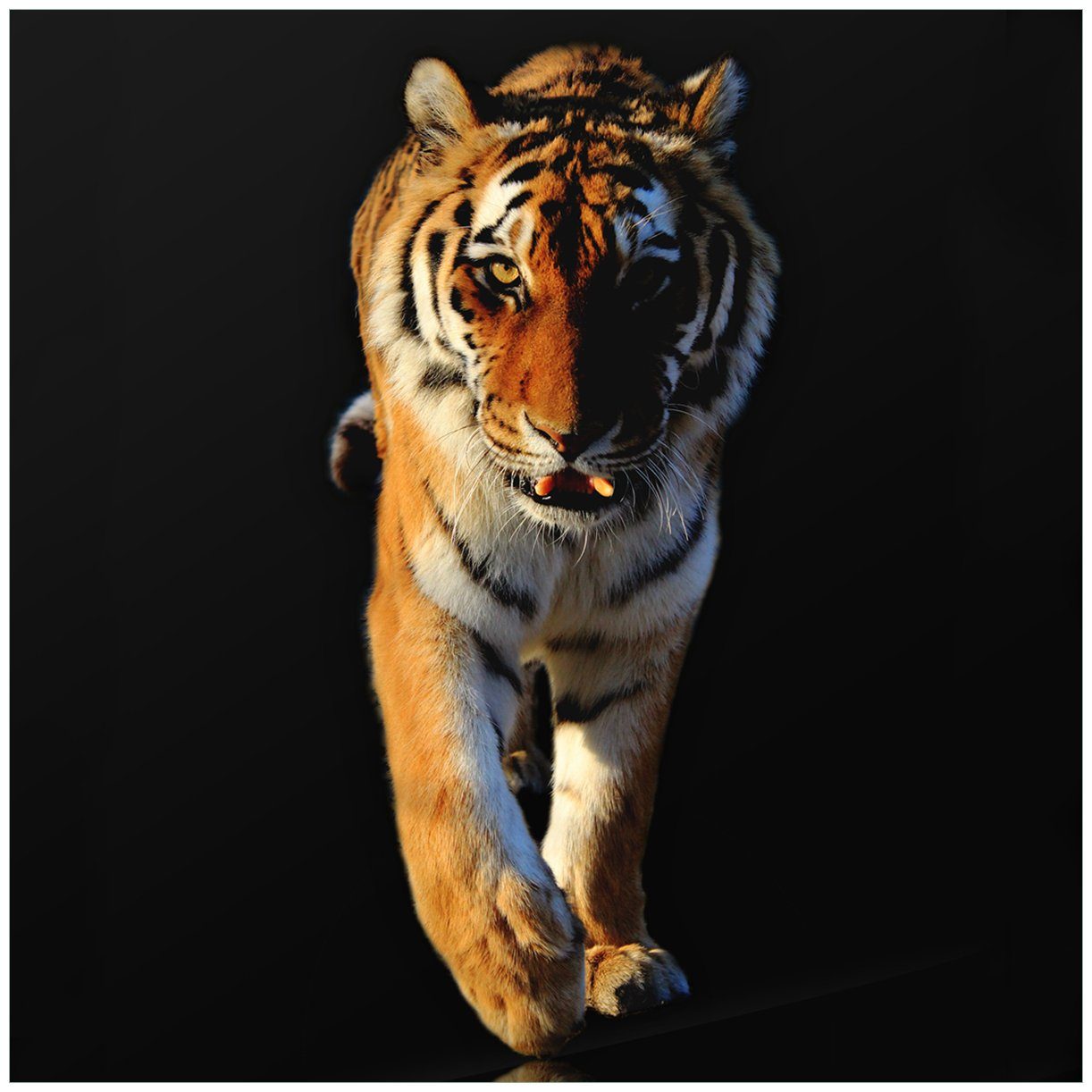 Lack St), Tiger für Laufender Tischplatte Tisch Ikea geeignet (1 Wallario