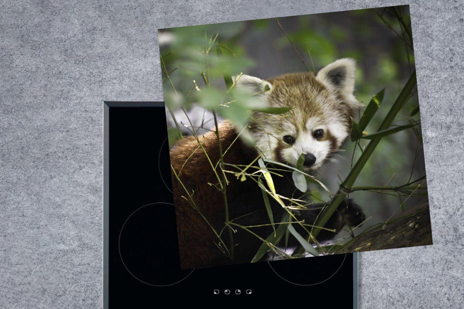 (1 Herdblende-/Abdeckplatte küche Vinyl, MuchoWow - Grün, Arbeitsplatte 78x78 Roter cm, Zweige Ceranfeldabdeckung, tlg), - Panda für