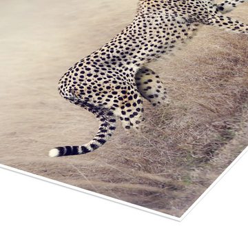 Posterlounge Poster Editors Choice, Gepard auf der Jagd, Fotografie