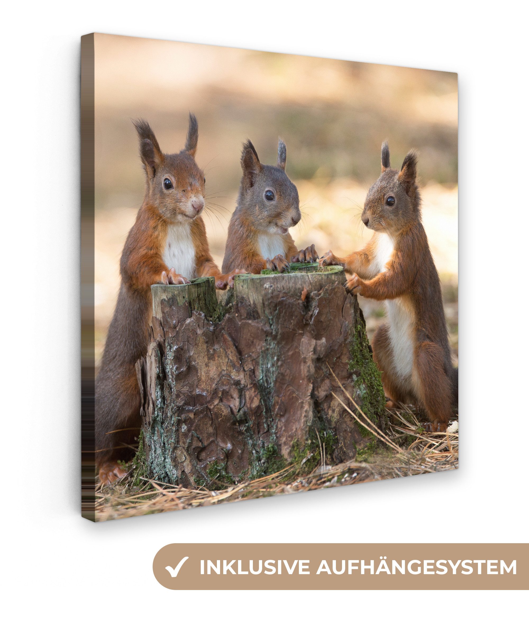 OneMillionCanvasses® Leinwandbild Drei Eichhörnchen um abgehackten günstig online kaufen