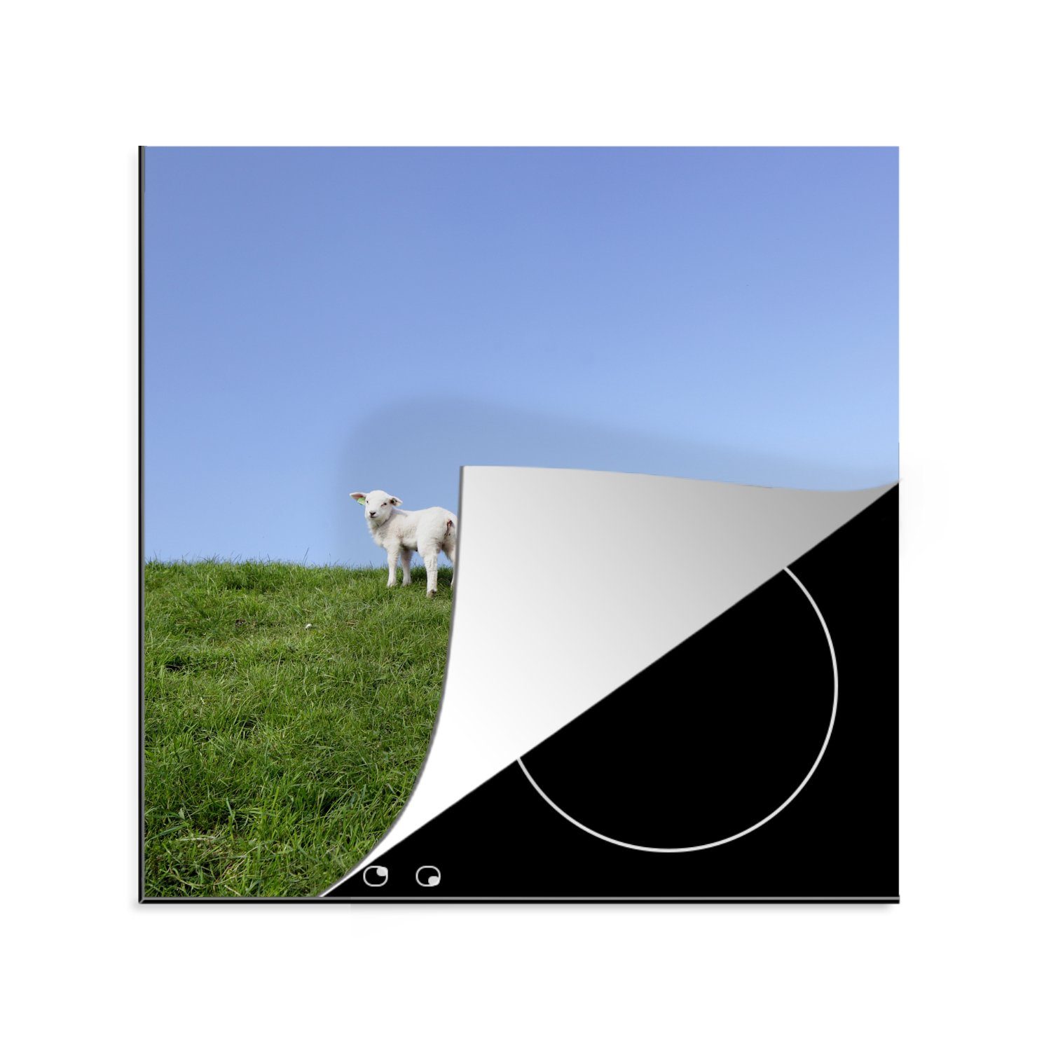 MuchoWow Herdblende-/Abdeckplatte Zwei Lämmer auf einer grasbewachsenen Böschung, Vinyl, (1 tlg), 78x78 cm, Ceranfeldabdeckung, Arbeitsplatte für küche