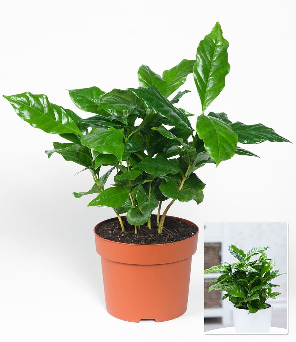 BALDUR Garten Zimmerpflanze Coffea arabica, 1 St., Kaffeekirschen, duftend, pflegeleicht