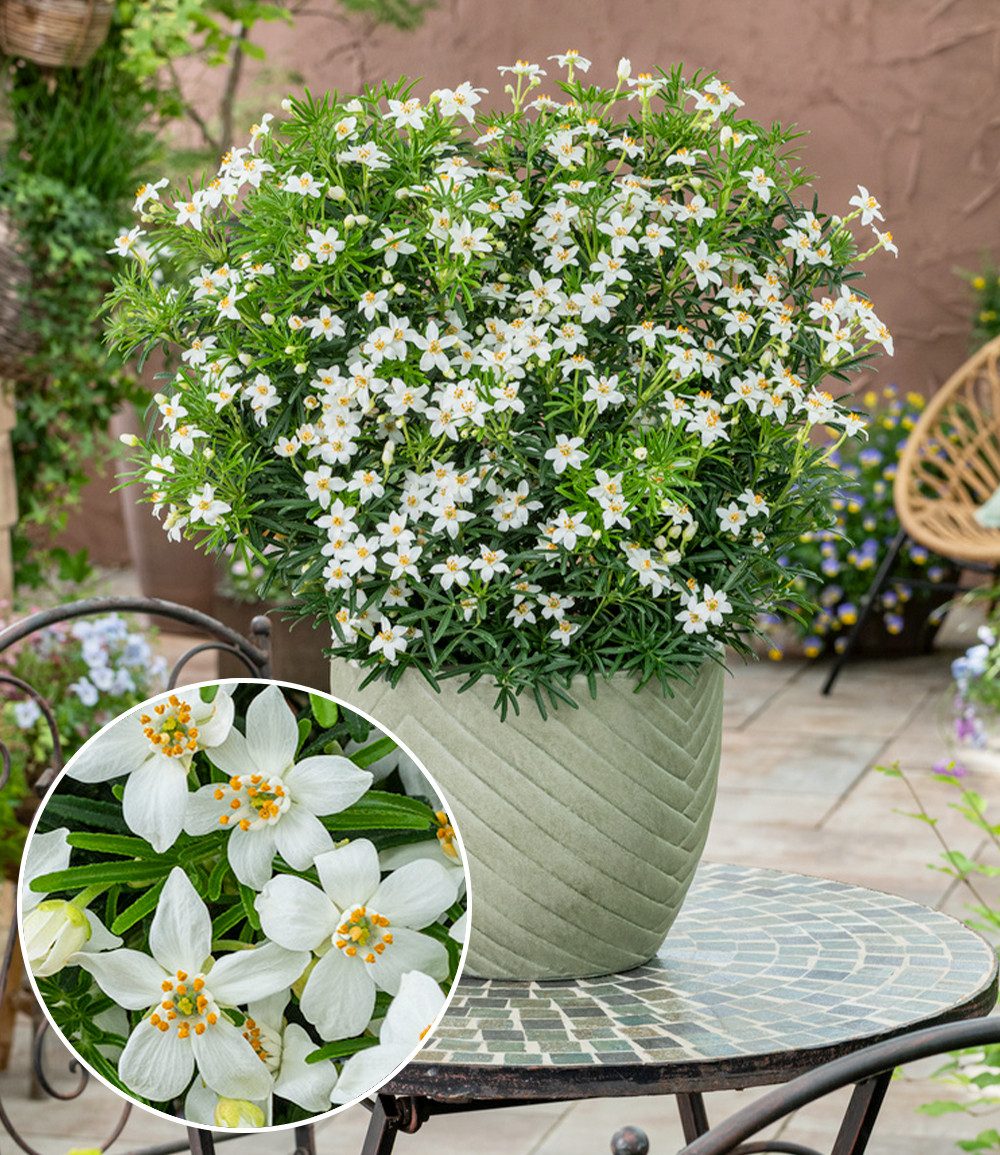 BALDUR Garten Zierstrauch Choisya 'Tiny Dancer®', 1 St., Orangenblume,winterhart, kugeliger Wuchs, starkduftend, robust