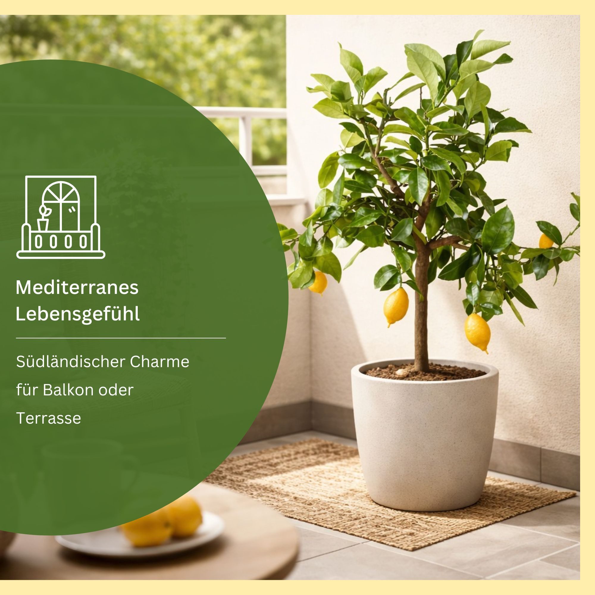 Meine Orangerie Zitronenbaum Citrus Limon, echte Zitrone, professionell veredelter und fruchtreifer Zitrusbaum