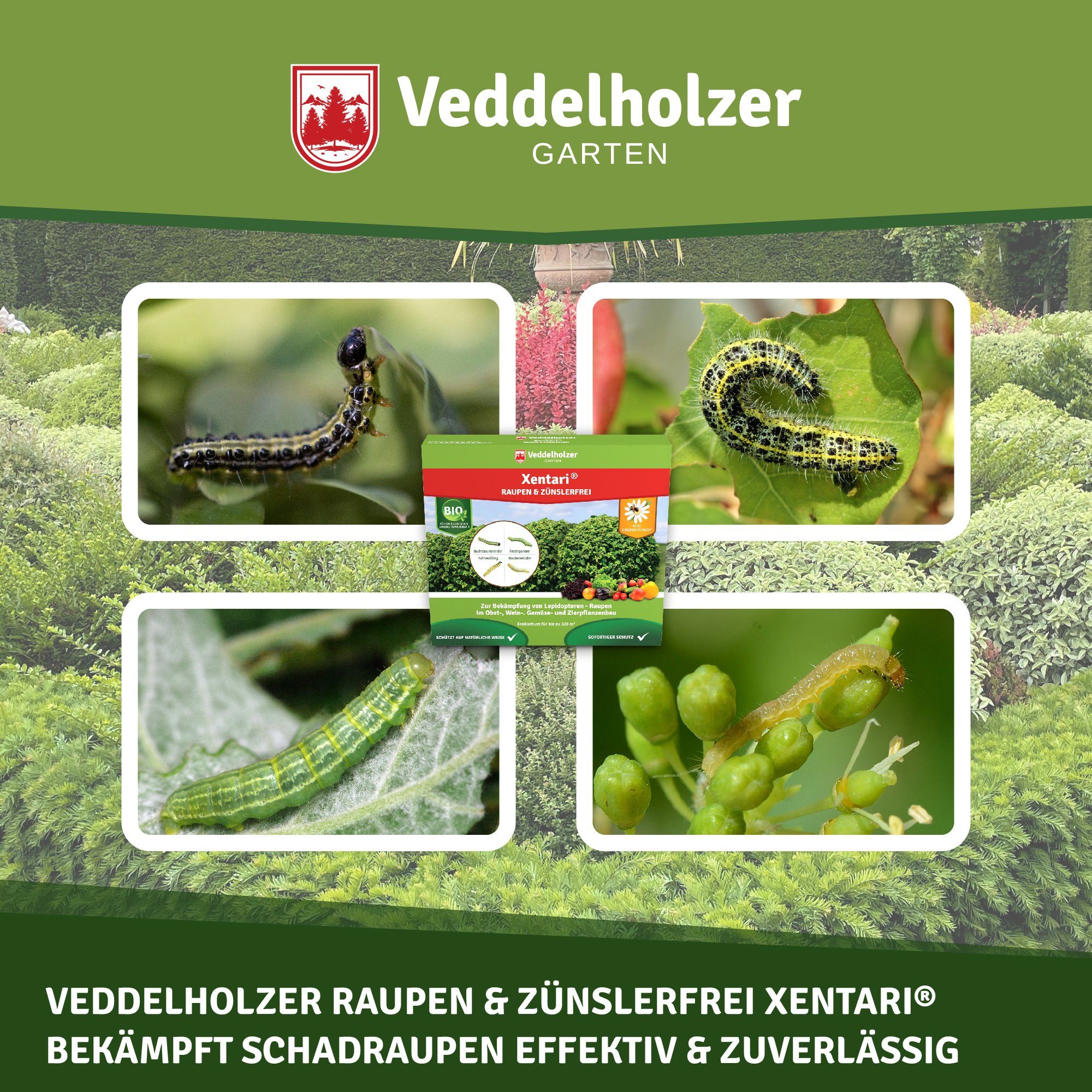 32 Raupen Zünslerfrei Schadraupen, g Veddelholzer & Buchsbaumzünsler Insektenvernichtungsmittel x 16 Xentari® 2g Garten