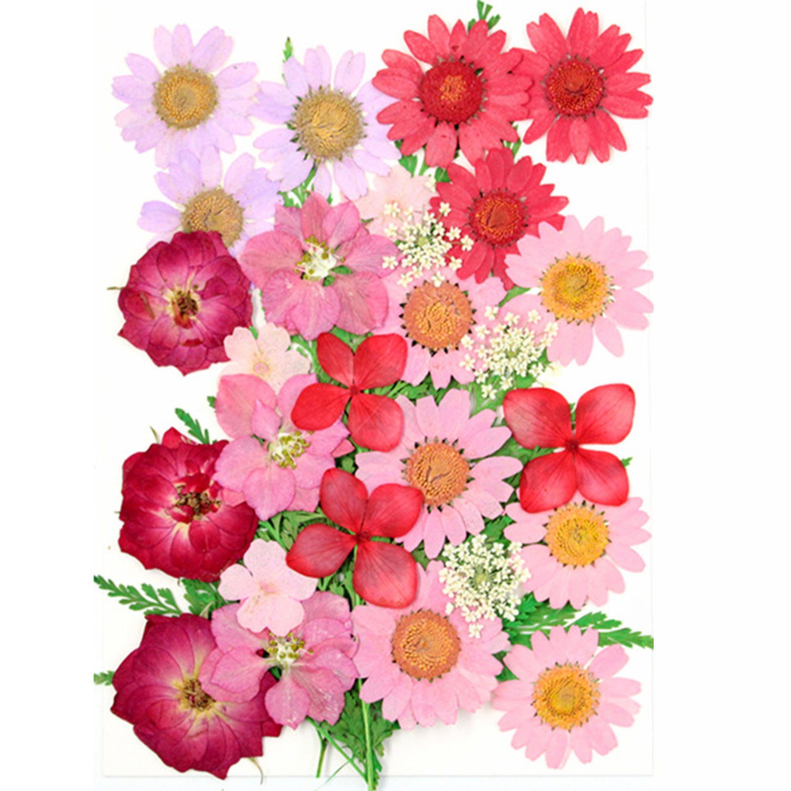 Trockenblume DIY Trockenblumen-Material-Set, Modische Gepresste Blumen, Pflanzen, Blusmart, Trockenblume pinkM