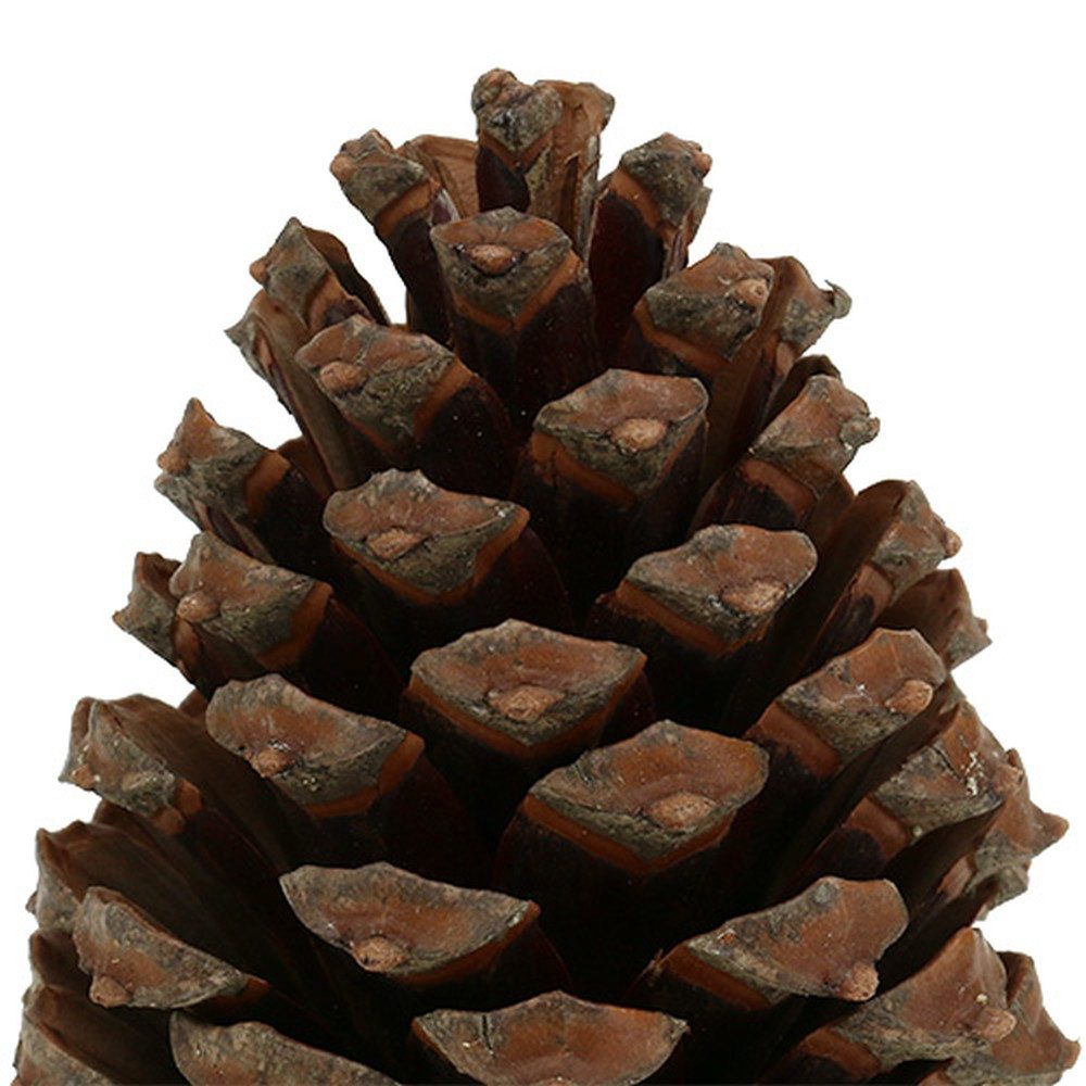 Trockenblume Zapfen Pinus Maritima 10-15cm Natur 3 Stk - Deko Zapfen für, 3 Stück, Kaemingk, Höhe 15 cm