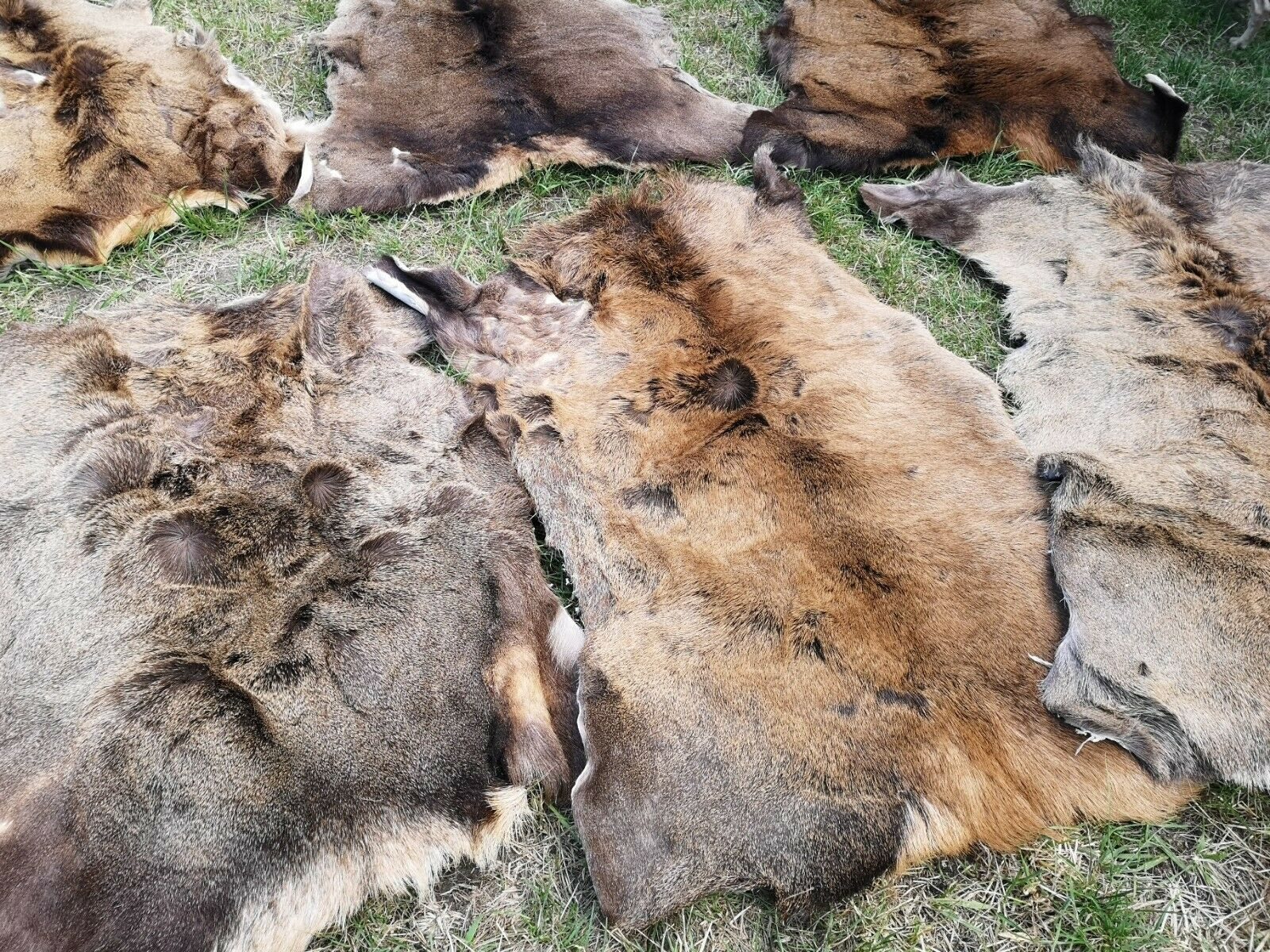 Fellteppich Hirsch Fell Rothirsch Fell Rotwild Fell Decke Hirschfell Satteldecke