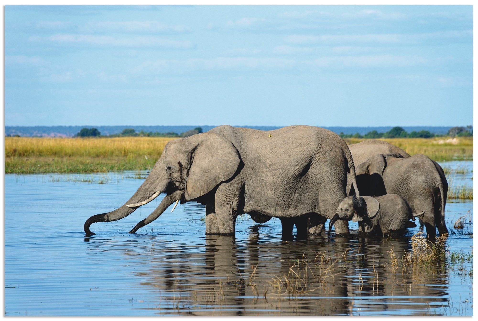 Poster versch. Wildtiere Wandaufkleber Leinwandbild, Afrikanische im Größen in als (1 Artland St), Wandbild Chobe Fluss, Alubild, Elefanten oder