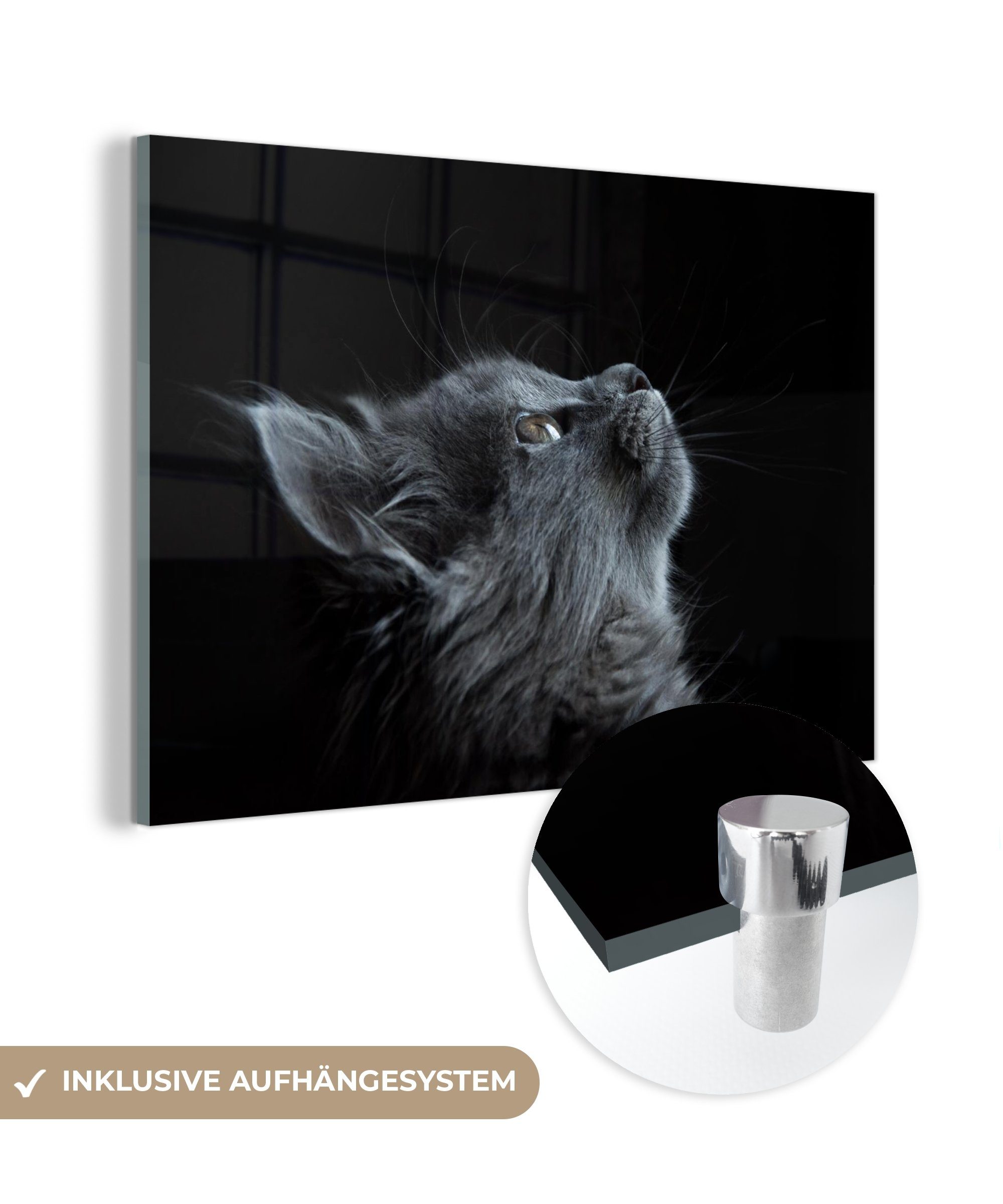 MuchoWow Acrylglasbild Katze - Licht - Schwarz, (1 St), Acrylglasbilder Wohnzimmer & Schlafzimmer
