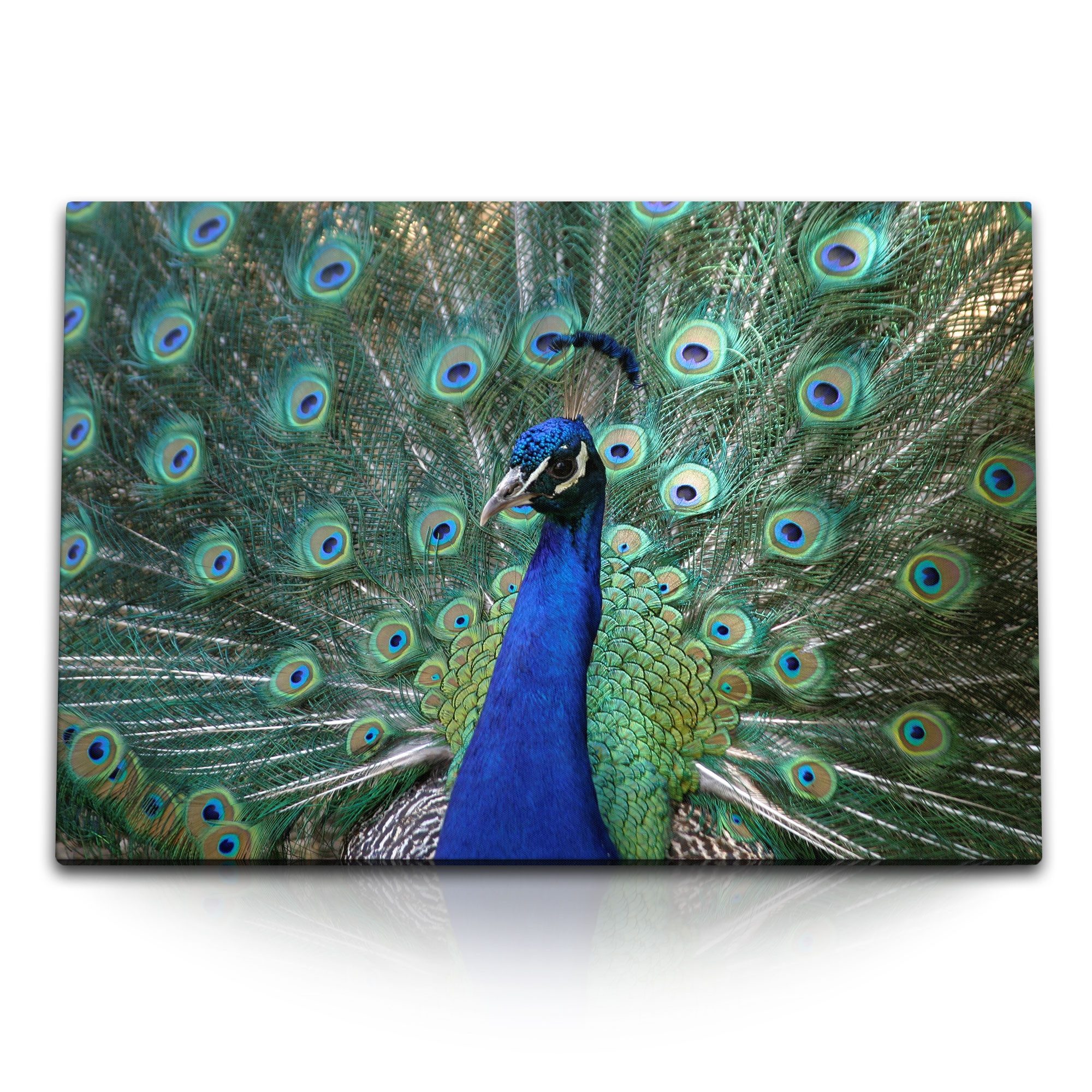 Sinus Art Leinwandbild 120x80cm Wandbild auf Leinwand Tierfotografie Pfau Pfauenfeder Federkl, (1 St)
