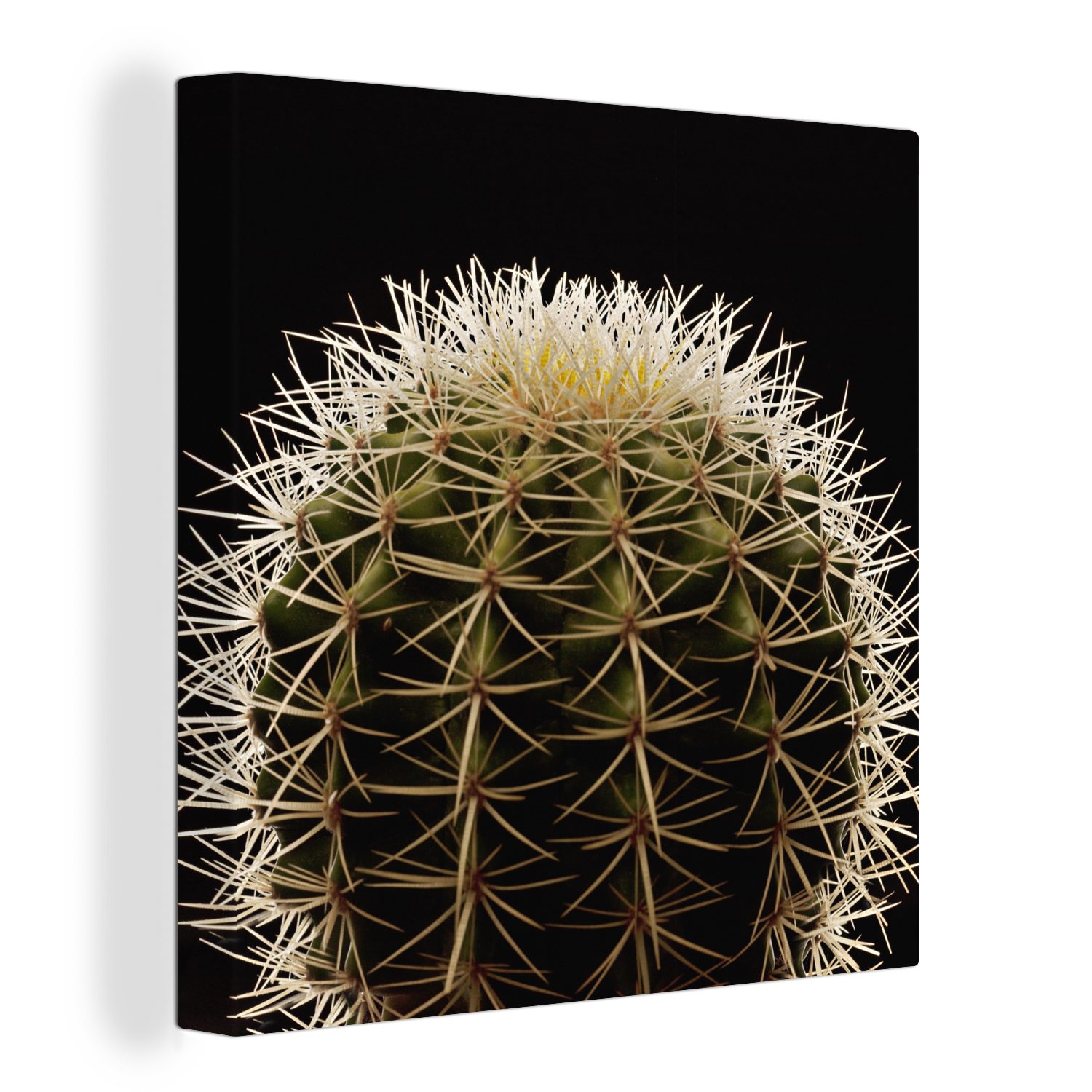 OneMillionCanvasses® Leinwandbild Eine Nahaufnahme eines dornigen Kaktus auf schwarzem Hintergrund, (1 St), Leinwand Bilder für Wohnzimmer Schlafzimmer bunt