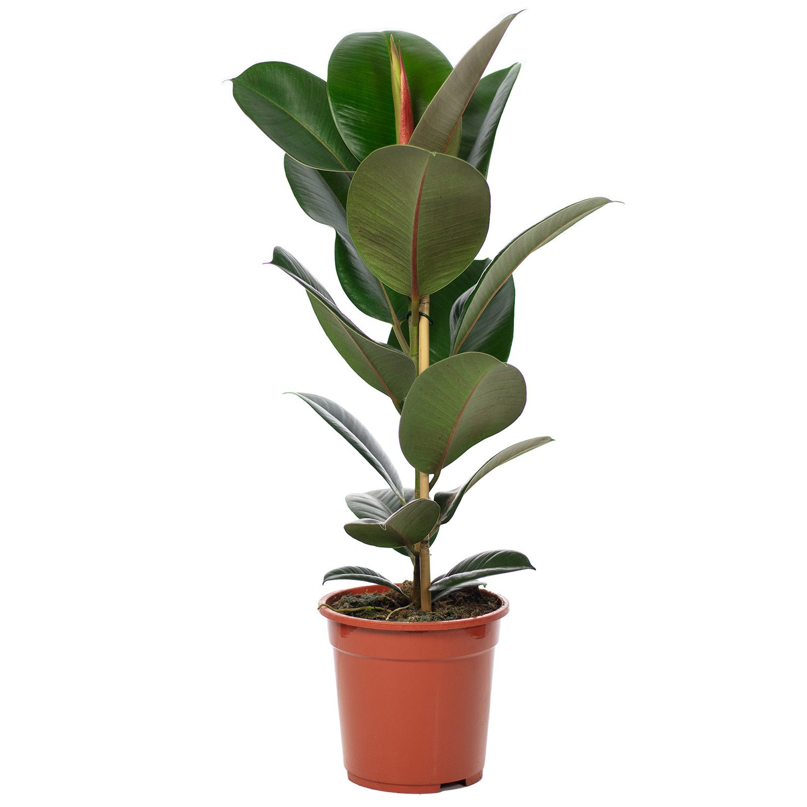 Flowerbox Zimmerpflanze Gummibaum - Ficus elastica "Robusta", - Höhe ca. 70 günstig online kaufen