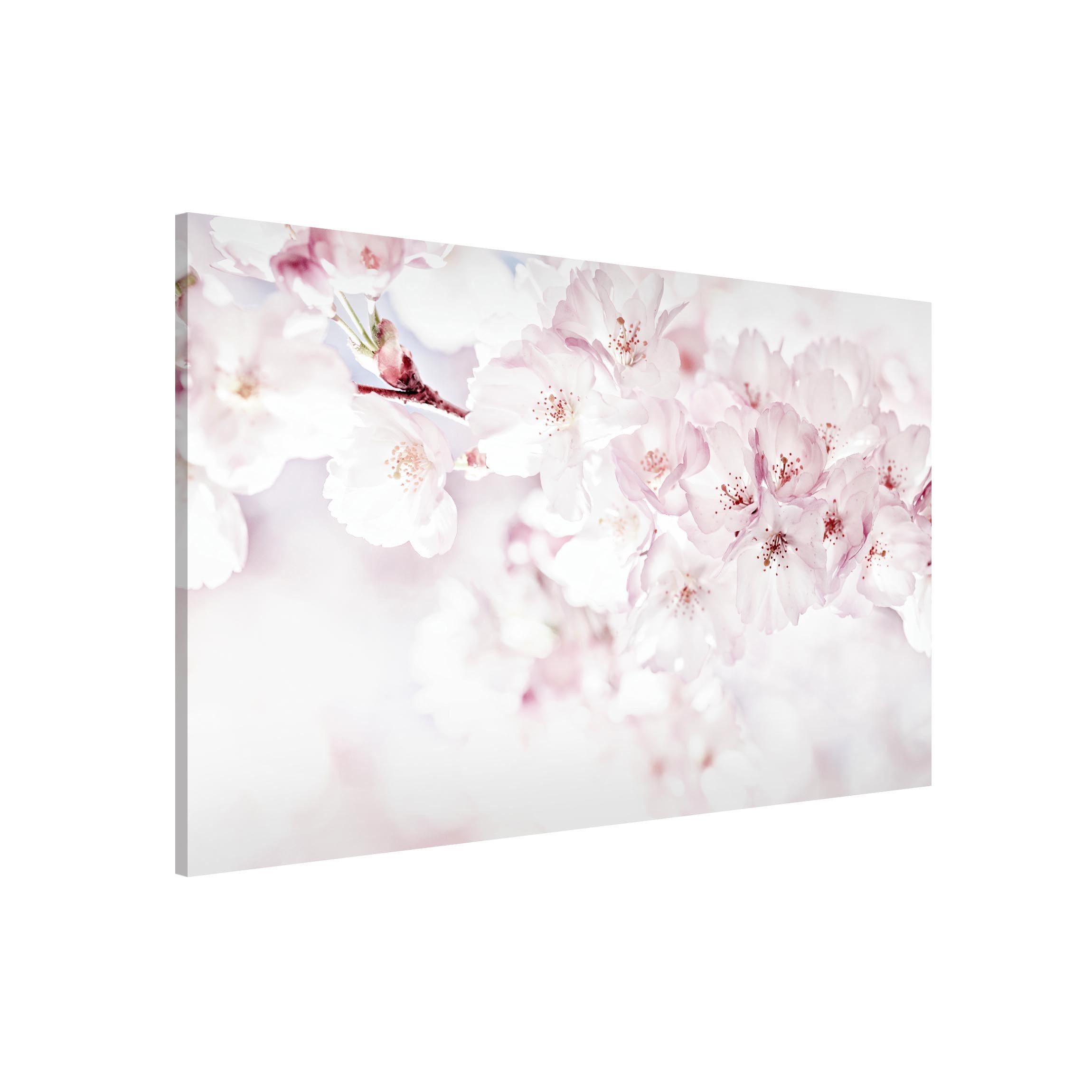 Bilderdepot24 Magnettafel Küche rosa Ein Kirschblütenhauch, (1-tlg., Magnetboard Pinnwand für die Wand - metallische Tafel für Magnete), Magnetwand groß mit Motiv Büro Memoboard magnetisch Querformat