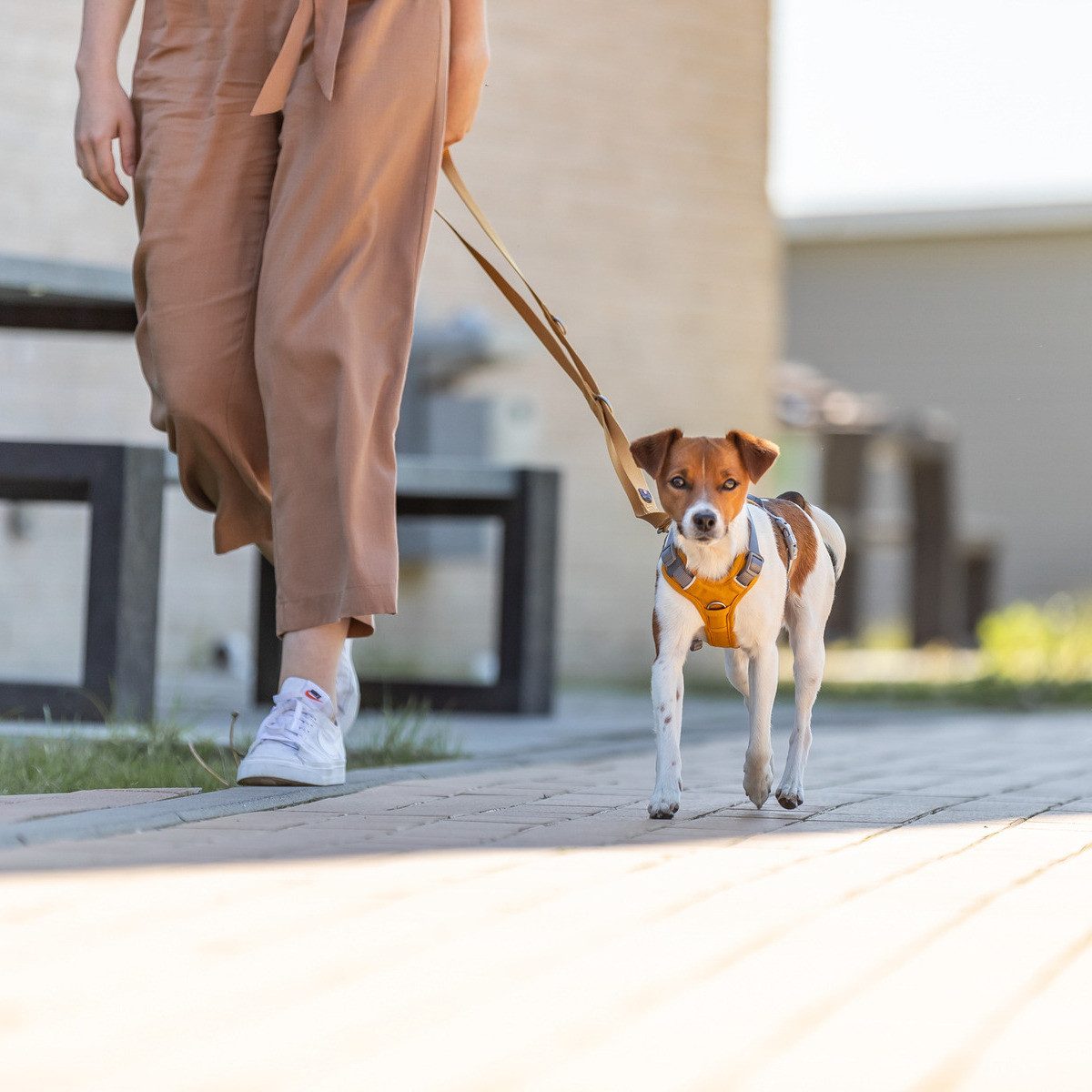 TRIXIE Hunde-Geschirr Premium Active Geschirr curry günstig online kaufen