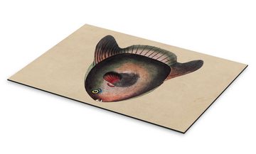 Posterlounge Alu-Dibond-Druck Frederick Polydor Nodder, Mondfisch, Mola Mola, Badezimmer Maritim Illustration