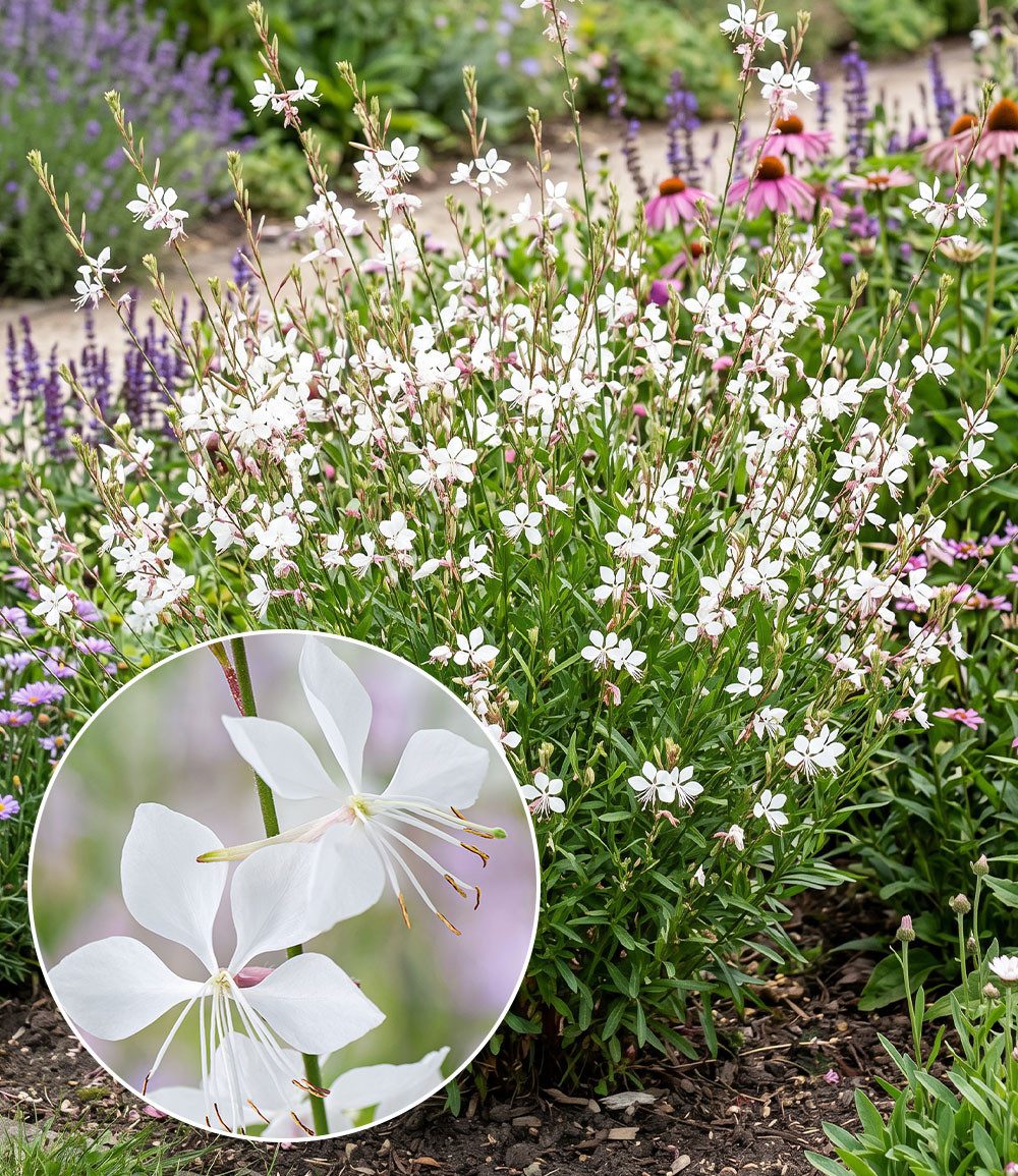 BALDUR Garten Staude Prachtkerze - Gaura 'Weiß', 6 St., Schmetterlings-blüten,winterhart, pflegeleicht – Bild 2 von 3
