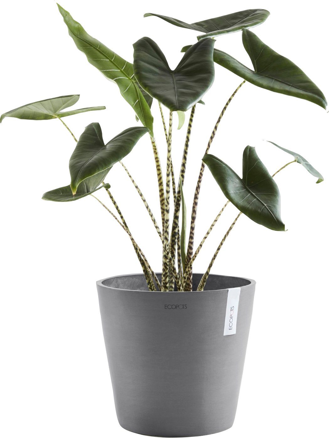 Blumentopf ECOPOTS 30x30x26 mit Grey, cm, Wasserreservoir AMSTERDAM BxTxH: