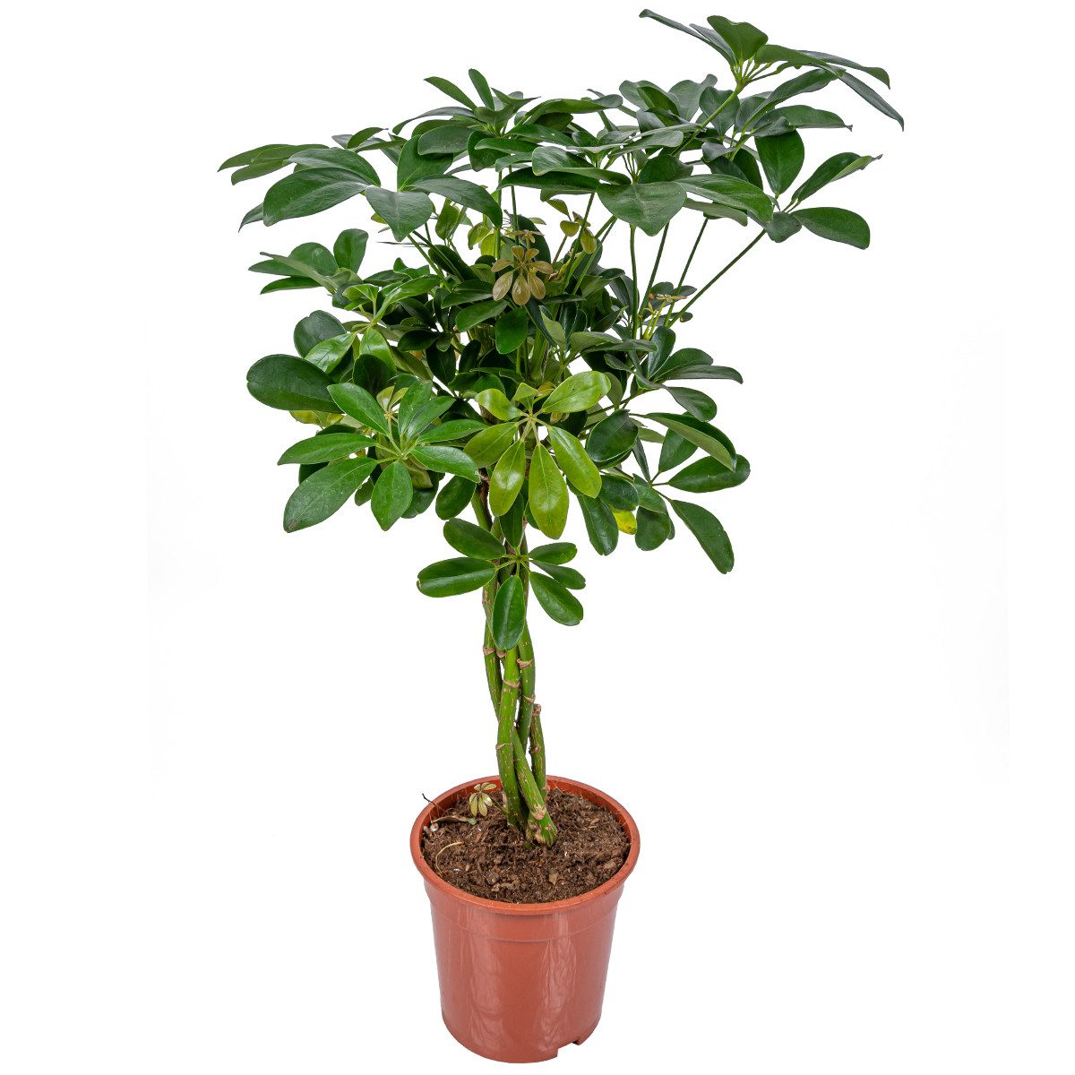 Bloomique Zimmerpflanze Bloomique - Schefflera Arboricola - Strahlenaralie - Zimmerpflanzen -, 1 St.