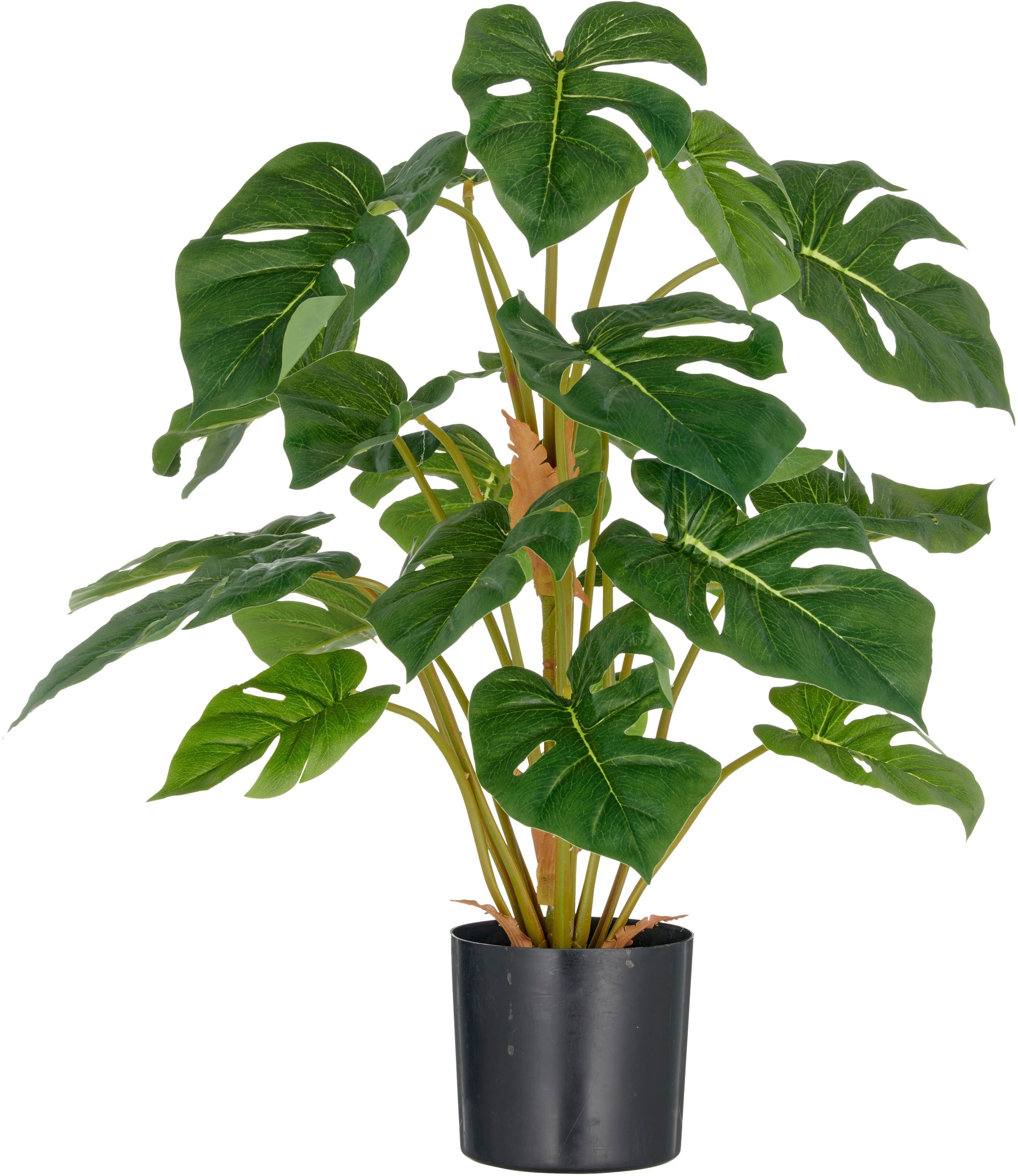 Kunstpflanze Split Philodendron, Creativ green, Hhe 65 cm, mit schnem  Blattwerk, knstliche Pflanze, knstliche Zimmerpflanze