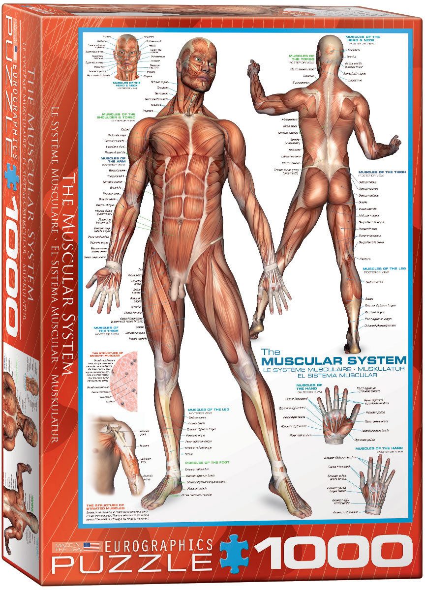 Puzzle 1000 Teile Puzzle - Puzzle - Anatomie - Die menschliche Muskulatur, Puzzleteile
