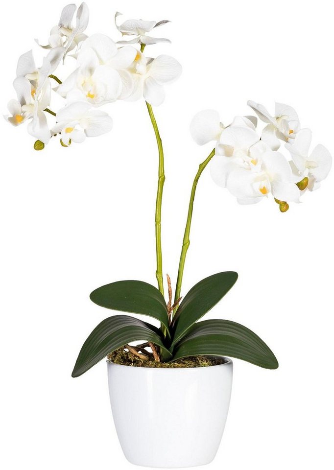 Kunstpflanze Phalaenopsis Orchidee, Creativ green, Höhe 50 cm