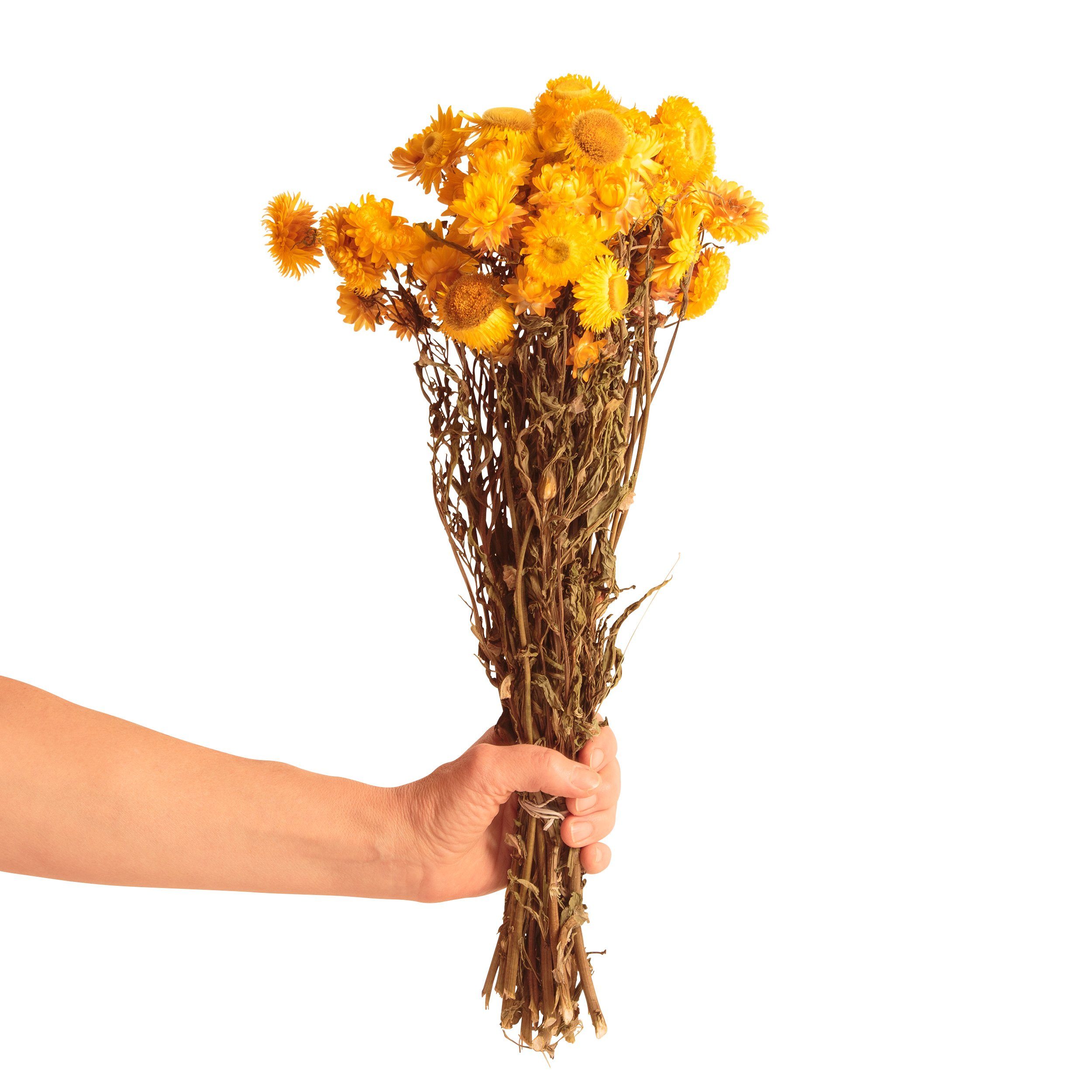 DIY Trockenblumen getrocknet Blumen Heidelberg, Helichrysum Trockenblume Strohblumen SCHULZ Strohblume, Gelb cm ROSEMARIE Strauß Höhe 10