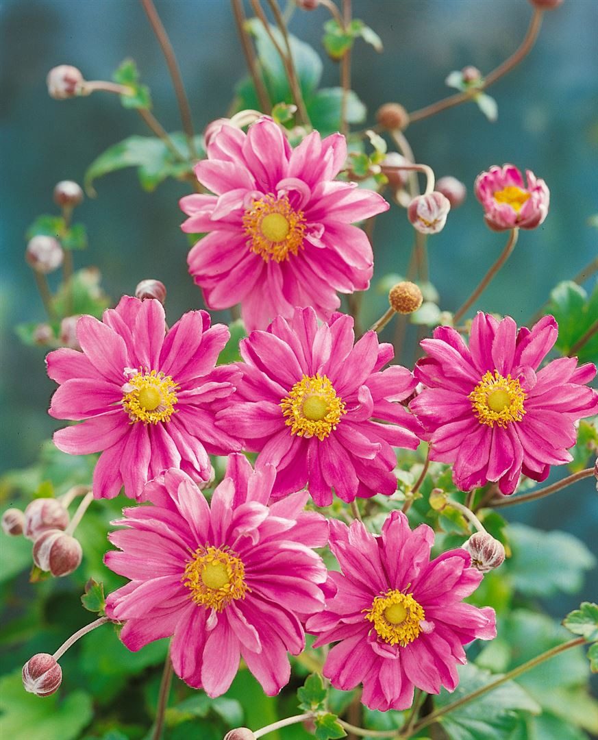 Pflanzen für Dich Staude Anemone japonica Pamina, 1 St., Japanische Herbstanemone, Herbstanemone