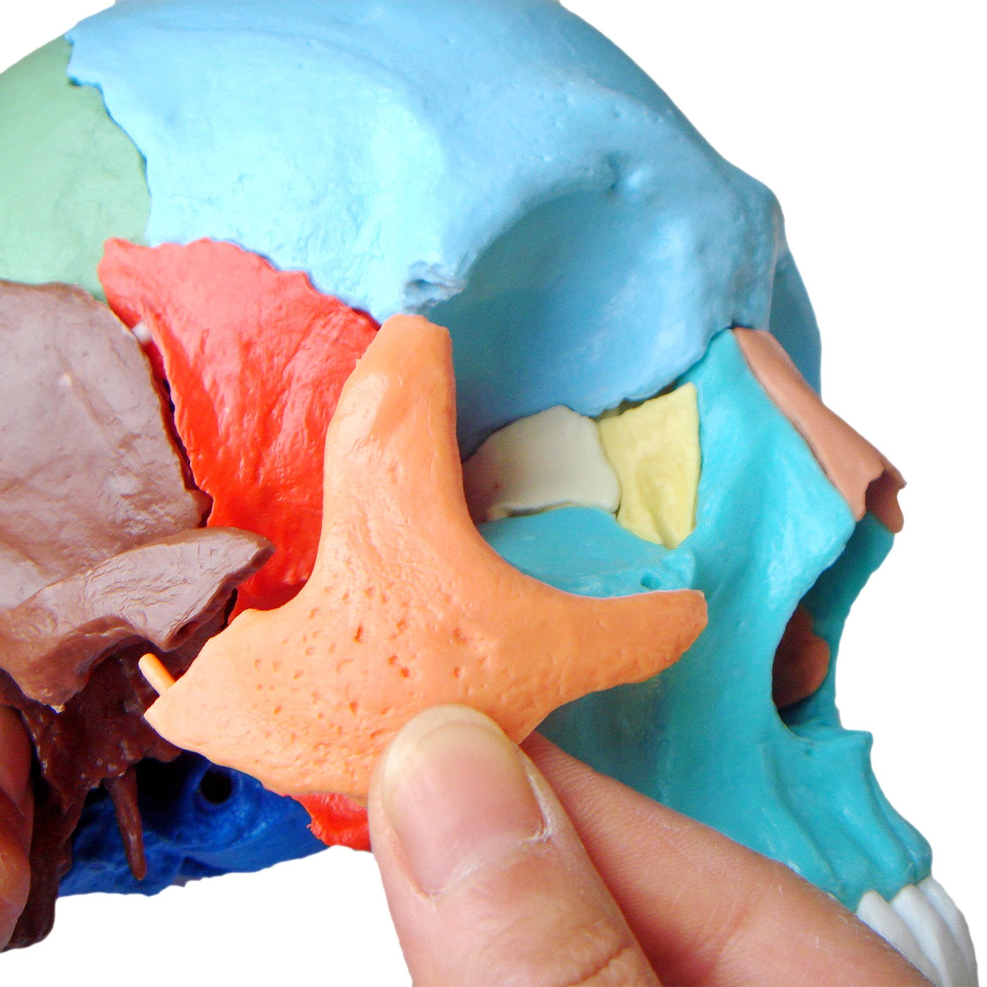 Cranstein Scientific Dekoobjekt Osteopathie Anatomie Schädel Modell lebensgroß 22 teilig didaktisch g