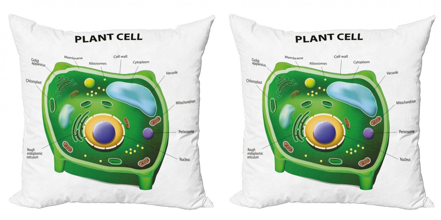 (2 Doppelseitiger Kissenbezüge Lehrreich Stück), Modern Zellbiologie Pflanzen Accent Digitaldruck, Abakuhaus