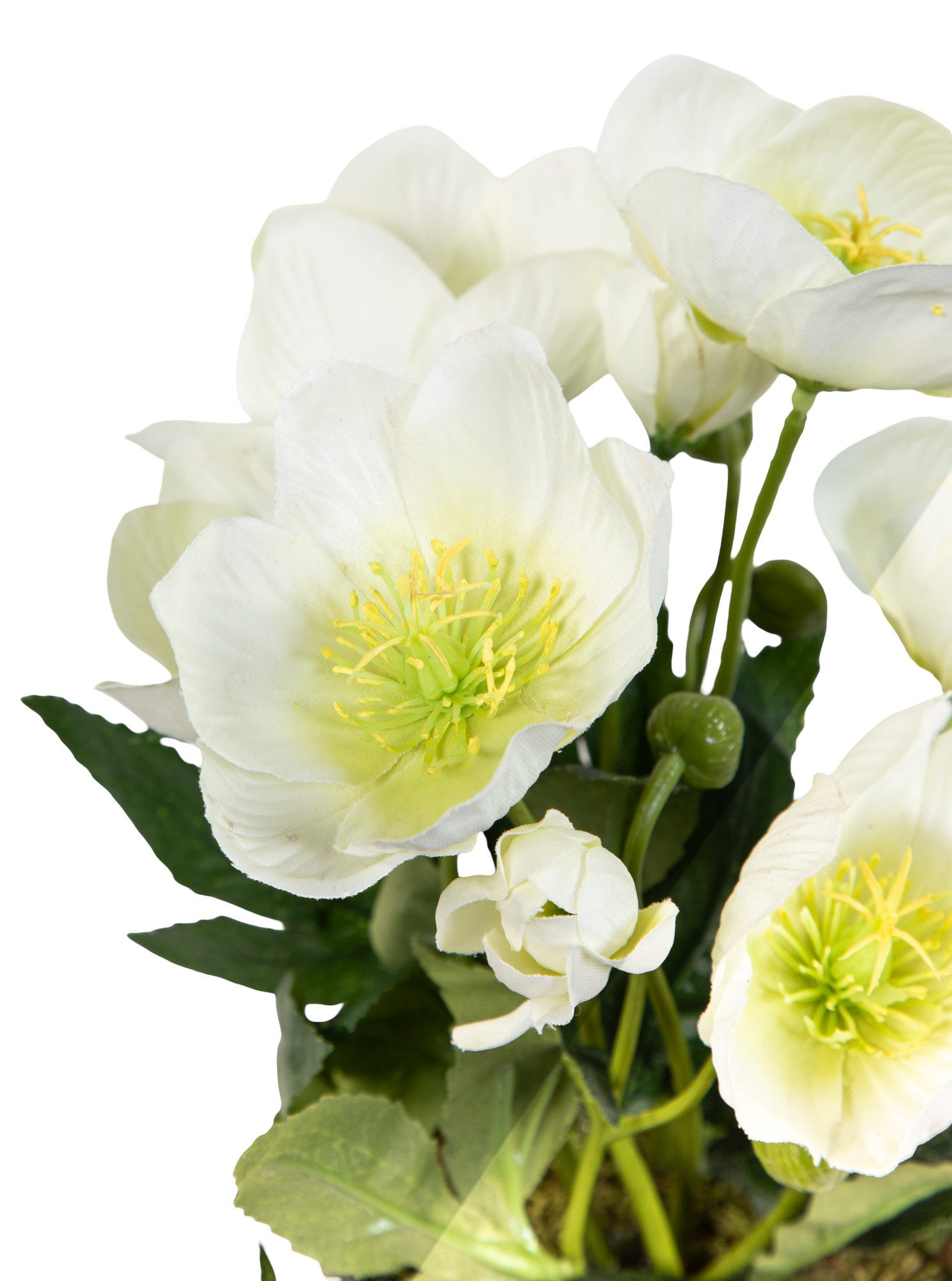 Kunstblume Christrosenbusch im Topf PM Kunstpflanzen künstliche Blumen Christrose Helleborus, Seidenblumen Roß, Höhe 26 cm, Farbe: Weiß – Bild 4 von 5