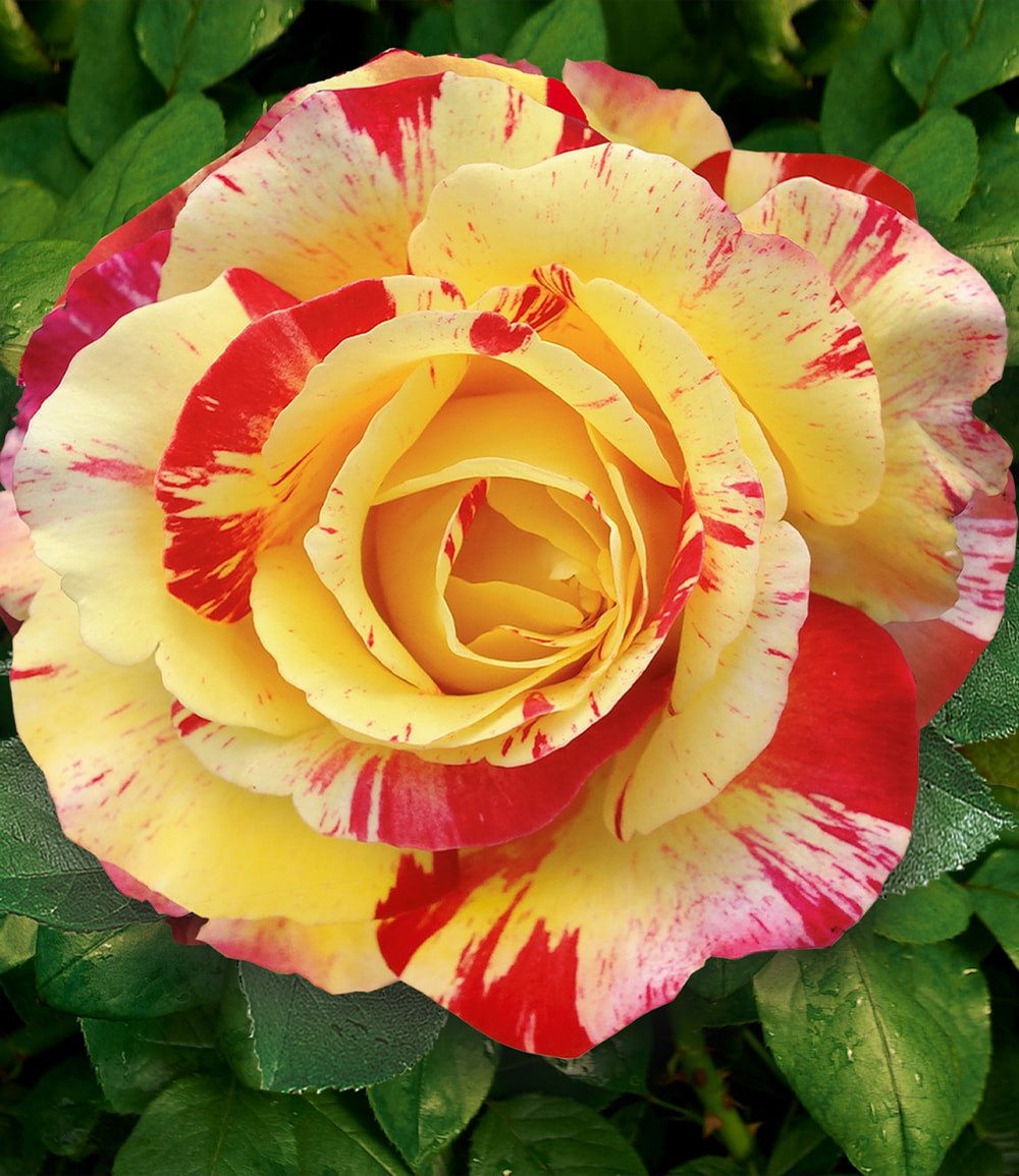 BALDUR Garten Rose Maler-Rose® 'Camille Pissarro®', 1 St., Teehybride, winterhart, mehrjährig, duftend