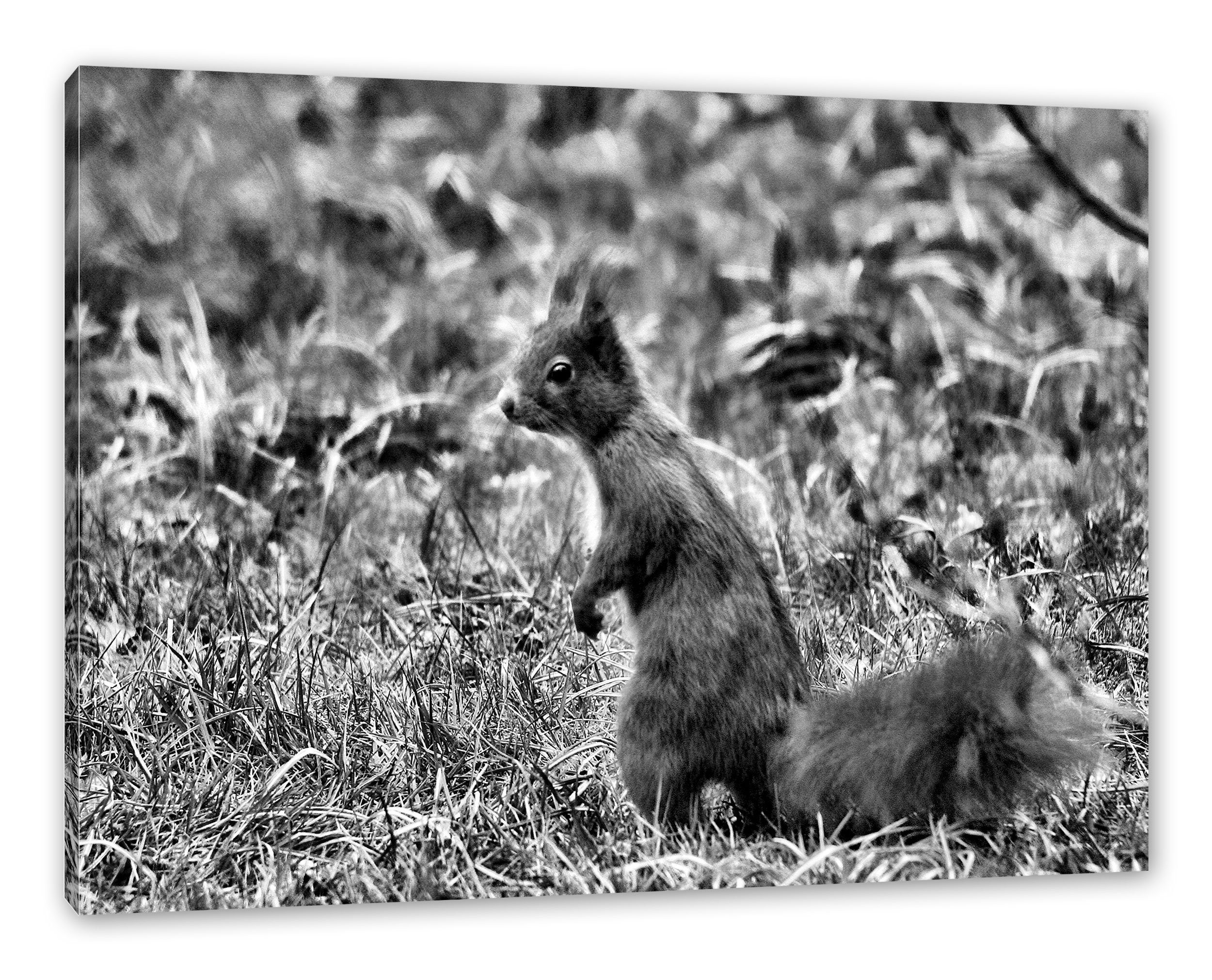 Pixxprint Leinwandbild Eichhörnchen auf Boden, Eichhörnchen auf Boden (1 St), Leinwandbild fertig bespannt, inkl. Zackenaufhänger
