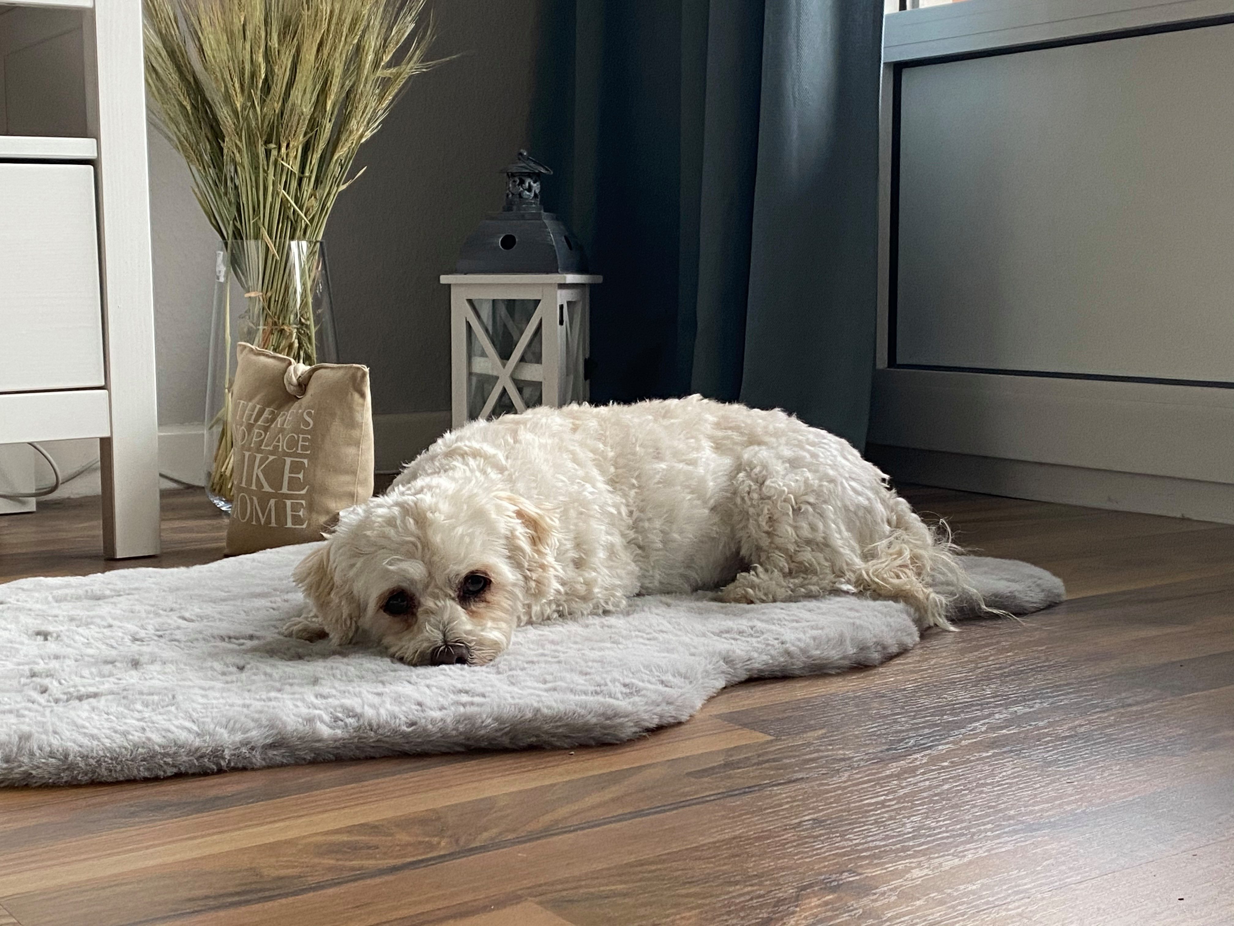 SCHÖNER WOHNEN-Kollektion Fellteppich Tender, fellförmig, Höhe: 26 mm, weich durch Microfaser, Kaninchenfell Haptik, Kunstfell, waschbar