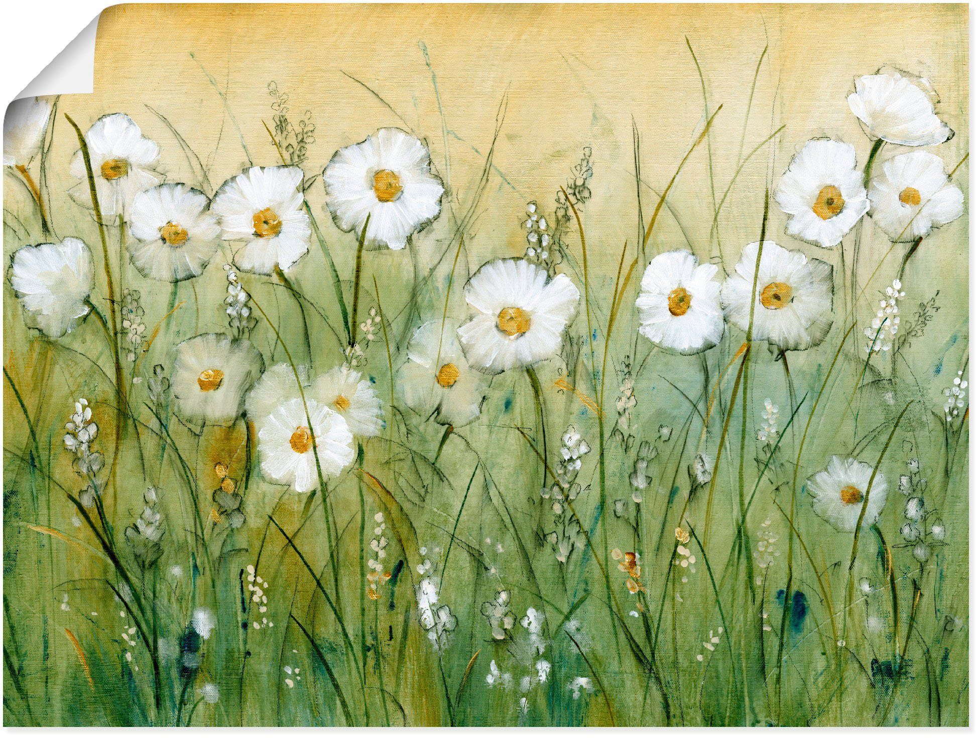 Artland Wandbild Gänseblümchenfrühling II, Blumen (1 günstig online kaufen