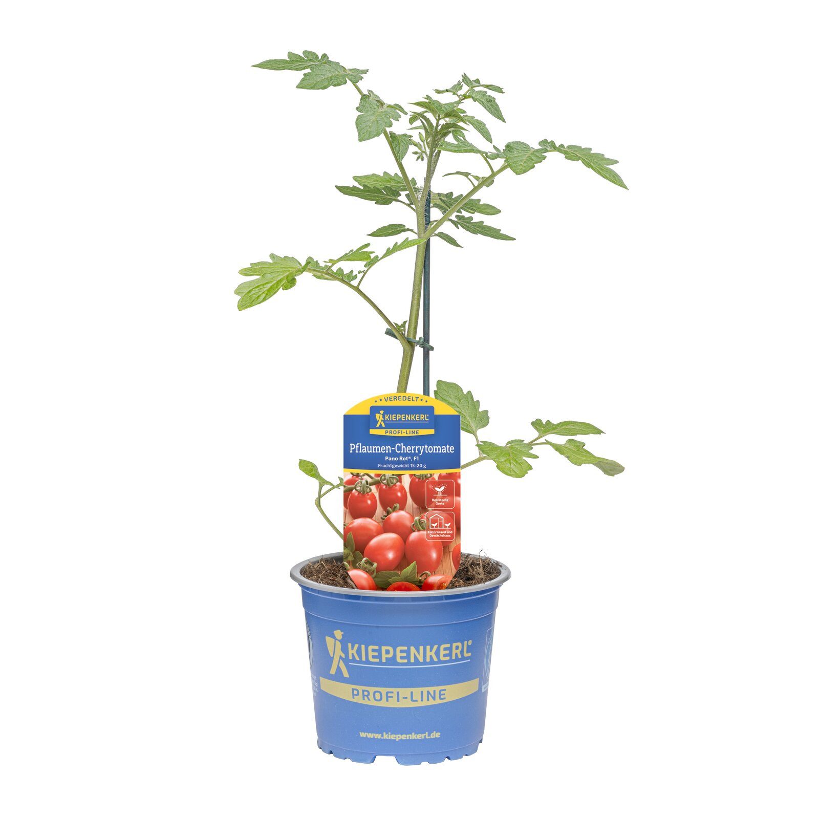 Pflanzen für Dich Gemüsepflanze Pflaumen-Cherrytomate Pano® Rot veredelt F1 12cm Topf