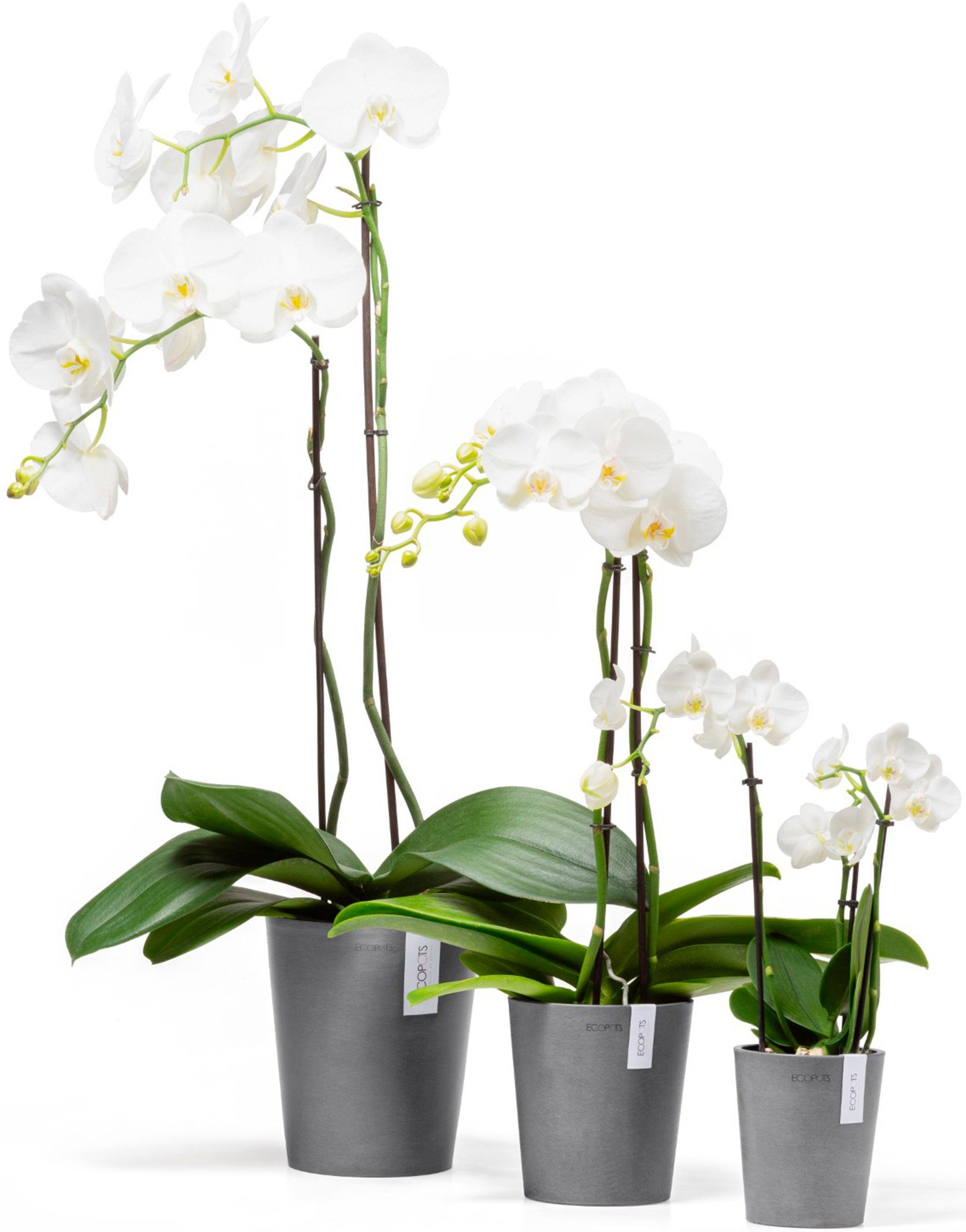 ECOPOTS Blumentopf Morinda Orchidee 17 Grau, für den Innenbereich günstig online kaufen