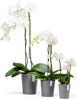 ECOPOTS Blumentopf Morinda Orchidee 17 Grau, für den Innenbereich