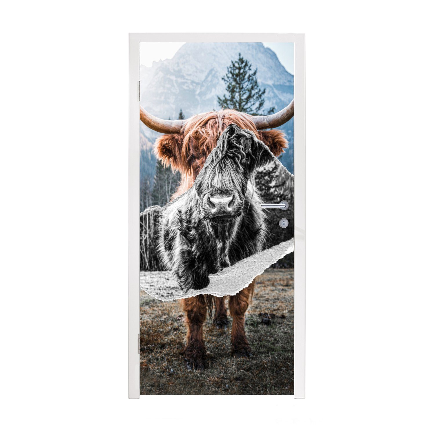 MuchoWow Türtapete Schottischer Highlander - Tür, bedruckt, (1 Kuh 75x205 Türaufkleber, cm - Fototapete für Tiere, St), Matt