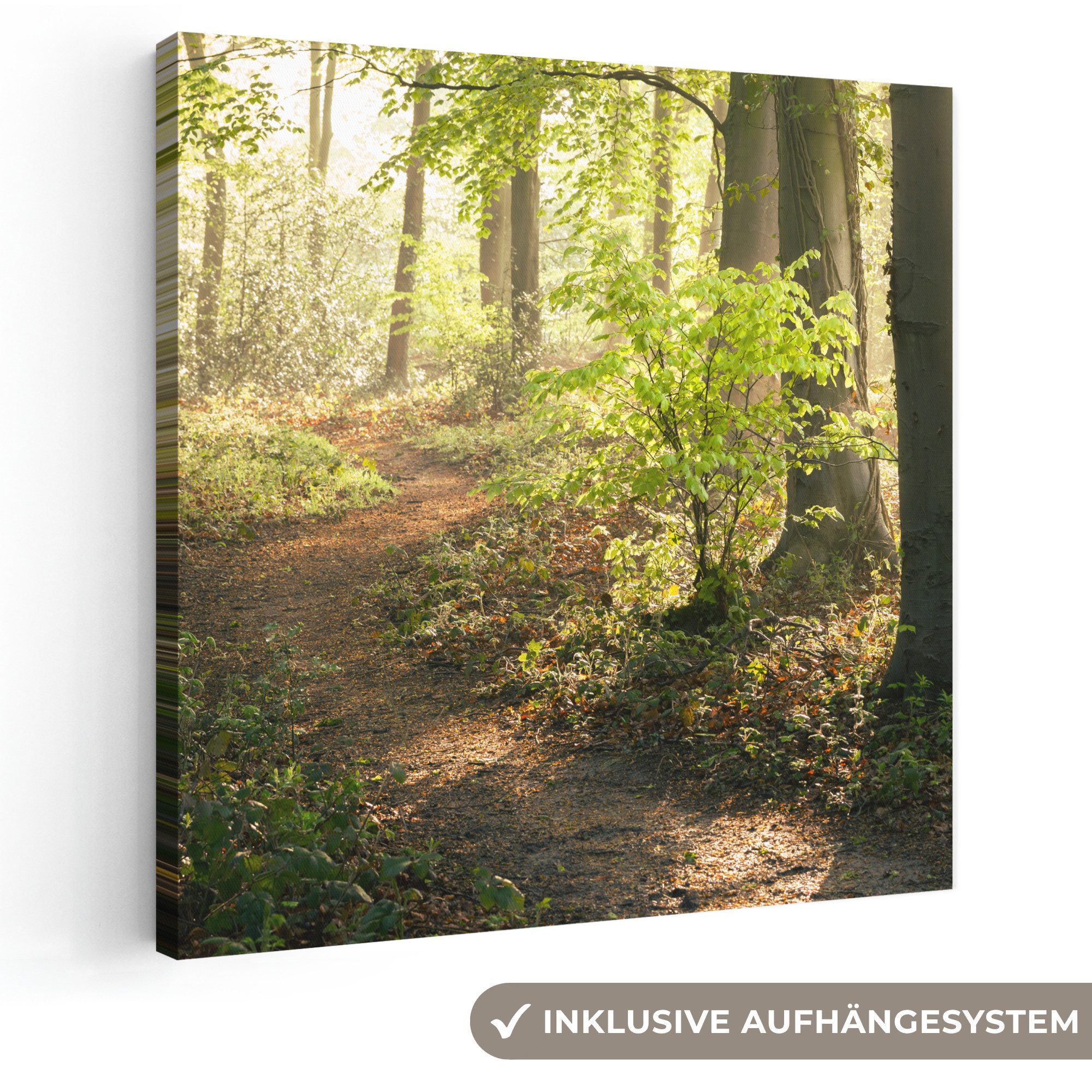 OneMillionCanvasses® Leinwandbild Wald - Bäume - Weg - Sonne - Pflanzen - Laub - Natur, Fotodruck (1 St), Wandbild, Deko Schlafzimmer Wohnzimmer Flur 20x20 cm