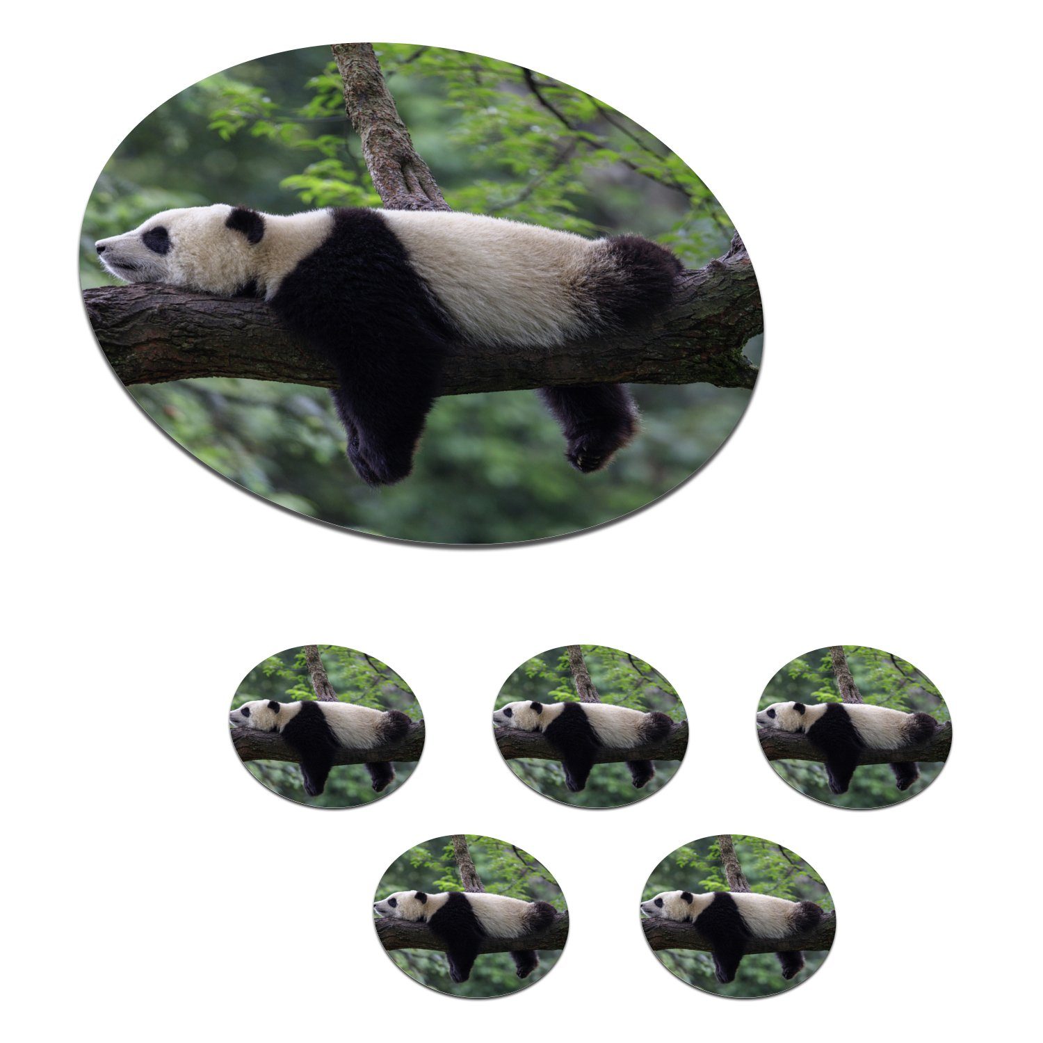 MuchoWow Glasuntersetzer Panda - Baum - Tiere - Natur, Zubehör für Gläser, 6-tlg., Getränkeuntersetzer, Tassenuntersetzer, Korkuntersetzer, Tasse, Becher