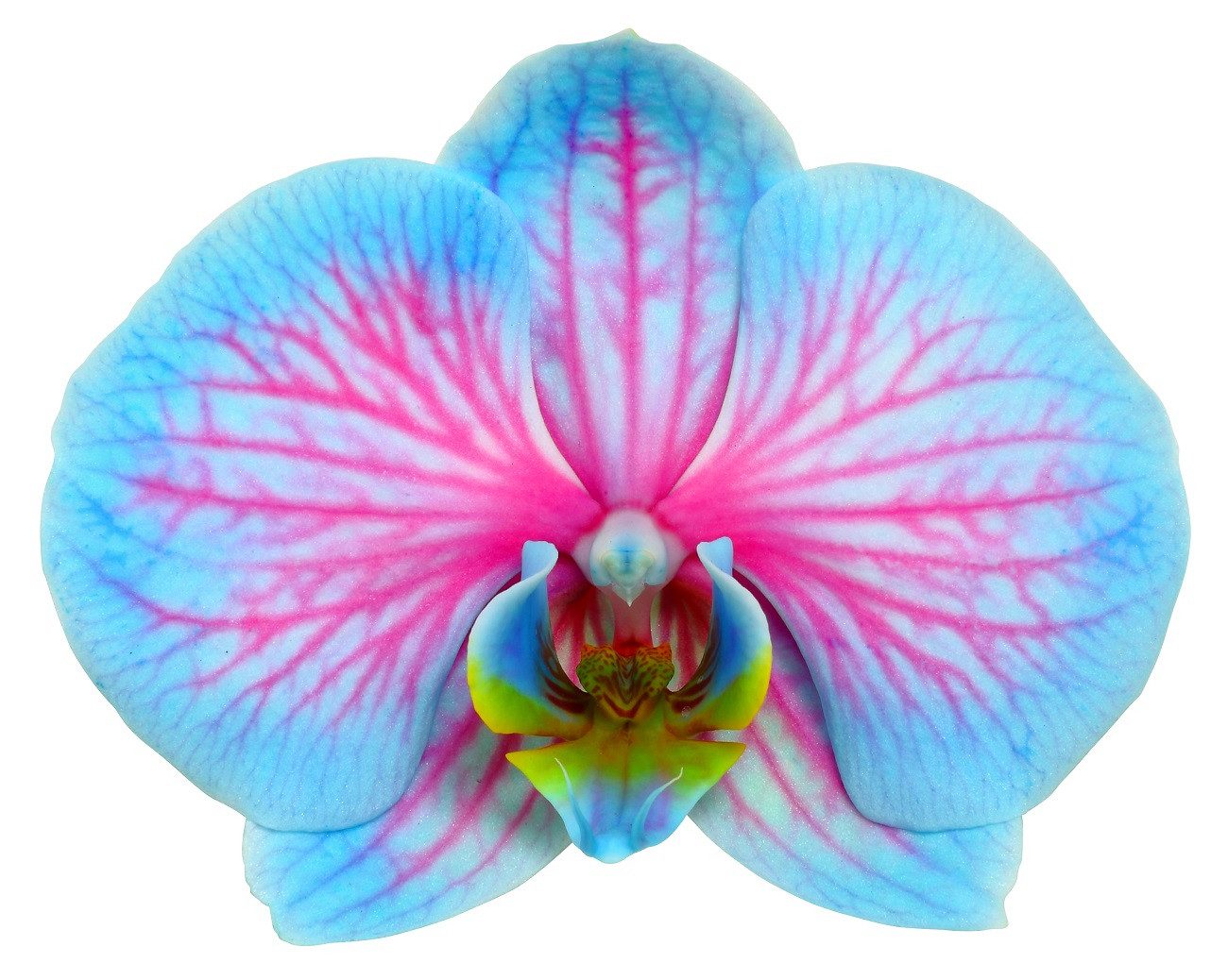 Dehner Zimmerpflanze Schmetterlingsorchidee Blue Wonder, Phalaenopsis cultivars, 50-60 cm – Bild 3 von 5
