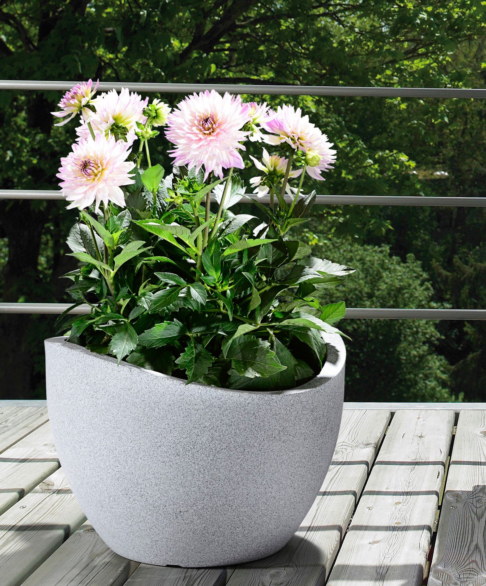 Scheurich Blumentopf 30/250 günstig online kaufen