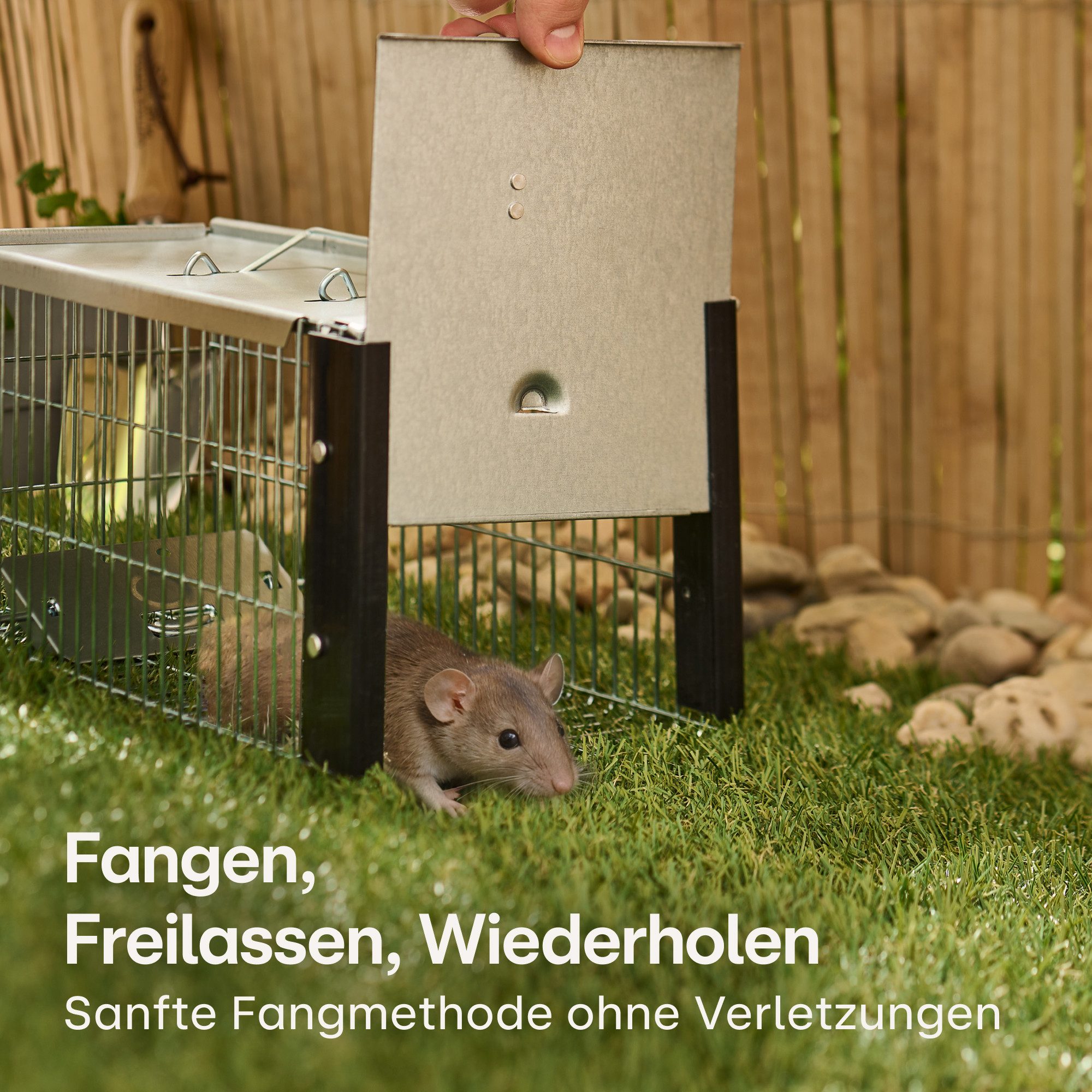 Praknu Lebendfalle XXL Lebendfalle für Ratten, Siebenschläfer und Nagetiere, Extra Groß 41 cm - Wiederverwendbar - Sofort Einsatzbereit