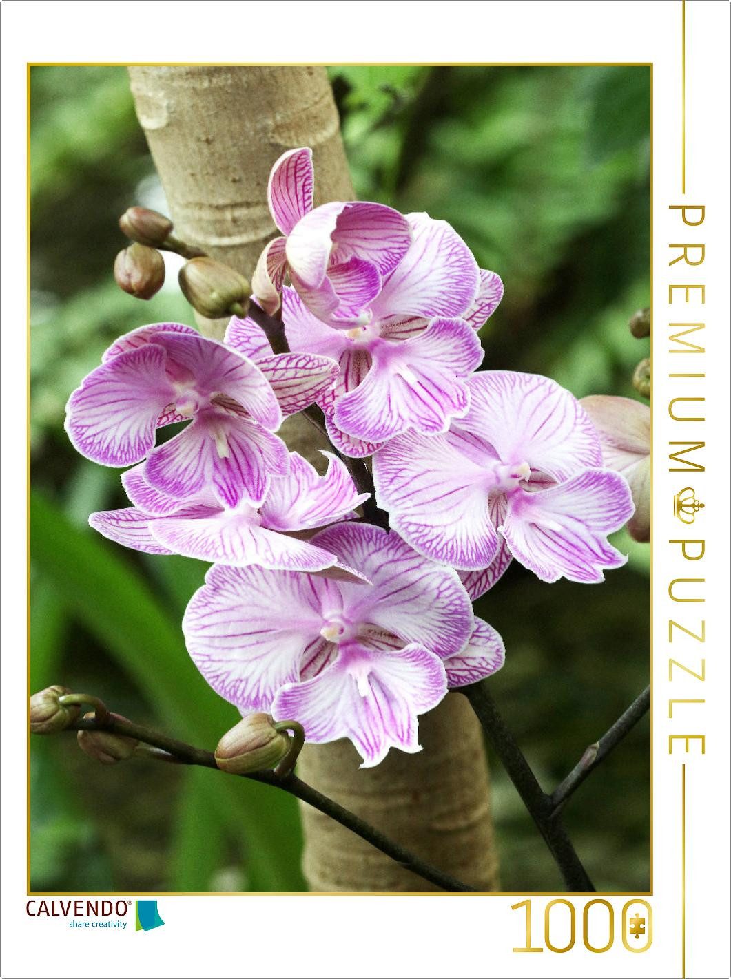 Puzzle CALVENDO Puzzle Phalaenopsis, 1000 Teile Lege-Größe 64x48cm Foto-Puzz