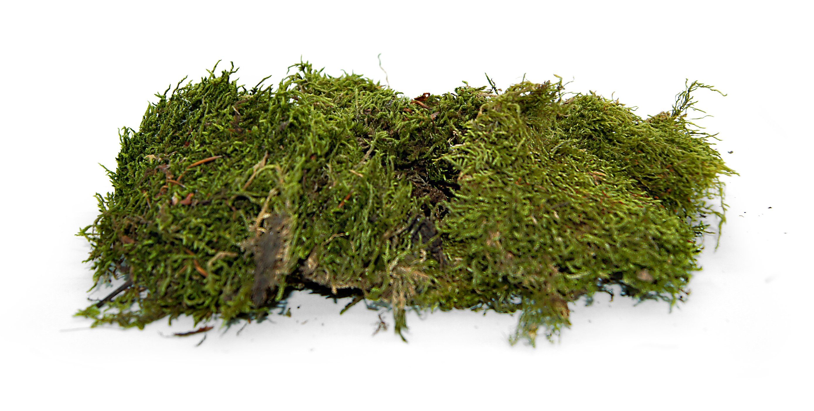 Trockenblume Flachmoos konserviert und stabilisiert in Natur 500gramm, mein günstig online kaufen